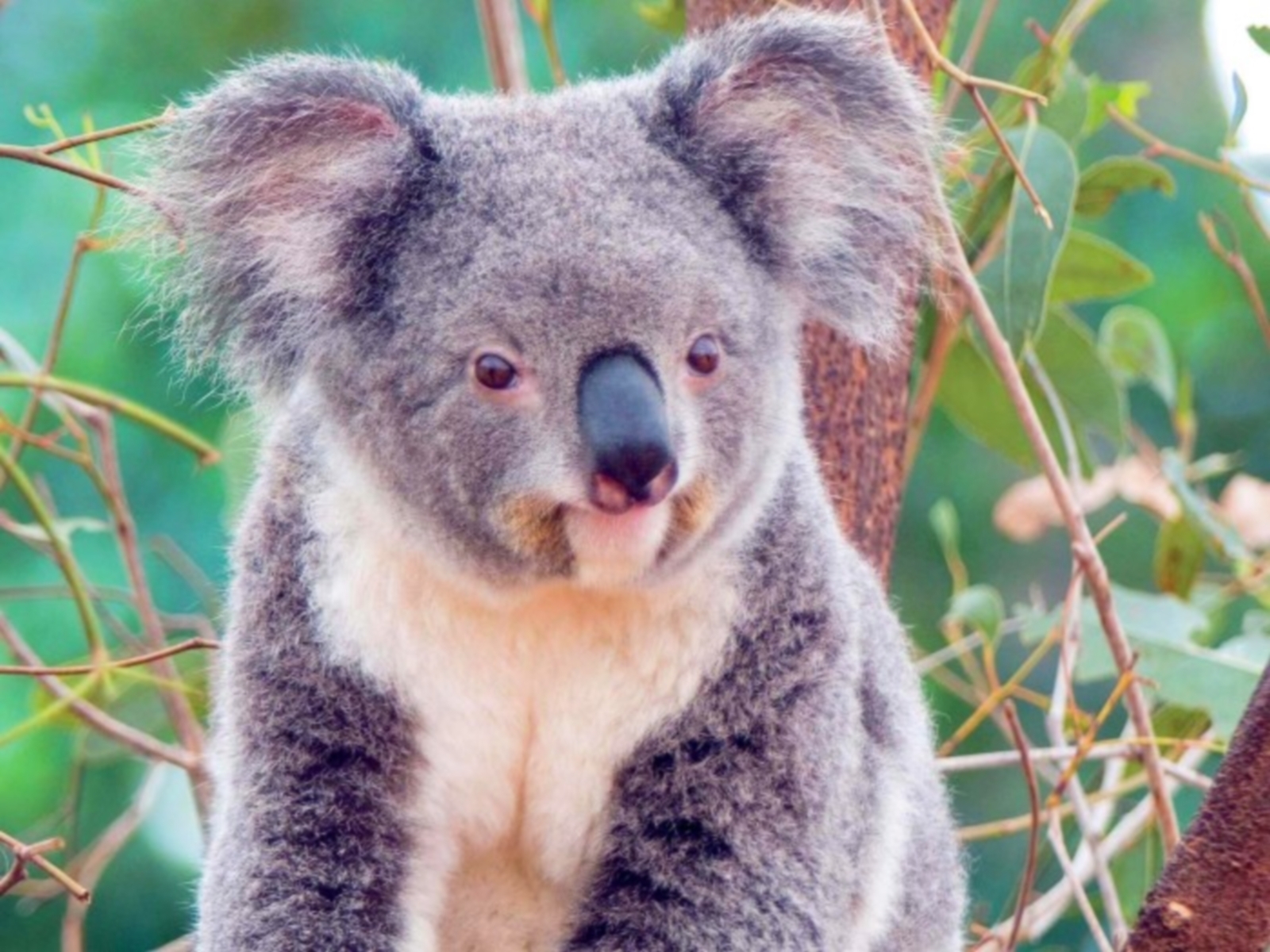 8853 télécharger l'image animaux, koalas - fonds d'écran et économiseurs d'écran gratuits