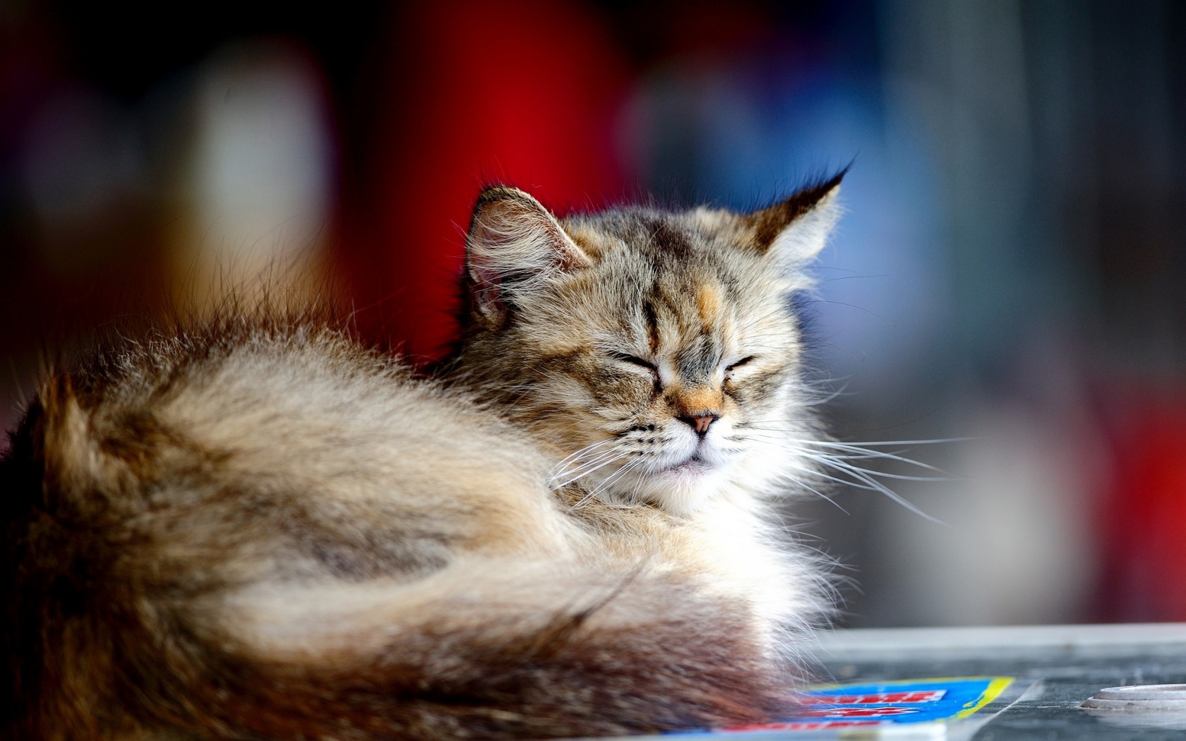 Handy-Wallpaper Tiere, Katzen, Katze kostenlos herunterladen.