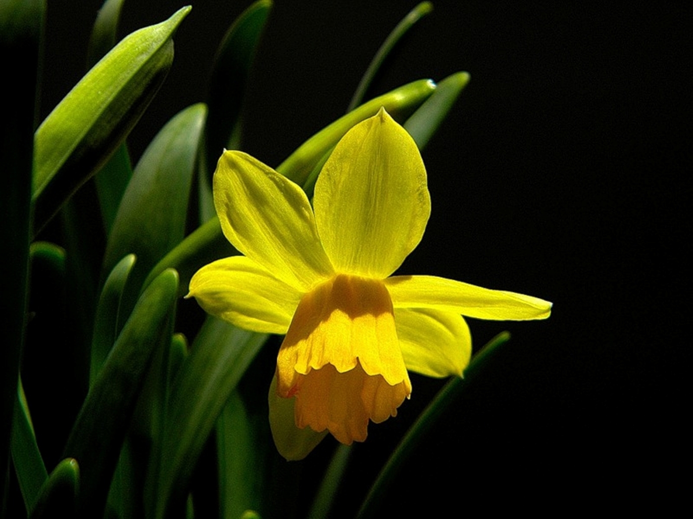 Laden Sie das Narzissen, Pflanzen, Blumen-Bild kostenlos auf Ihren PC-Desktop herunter