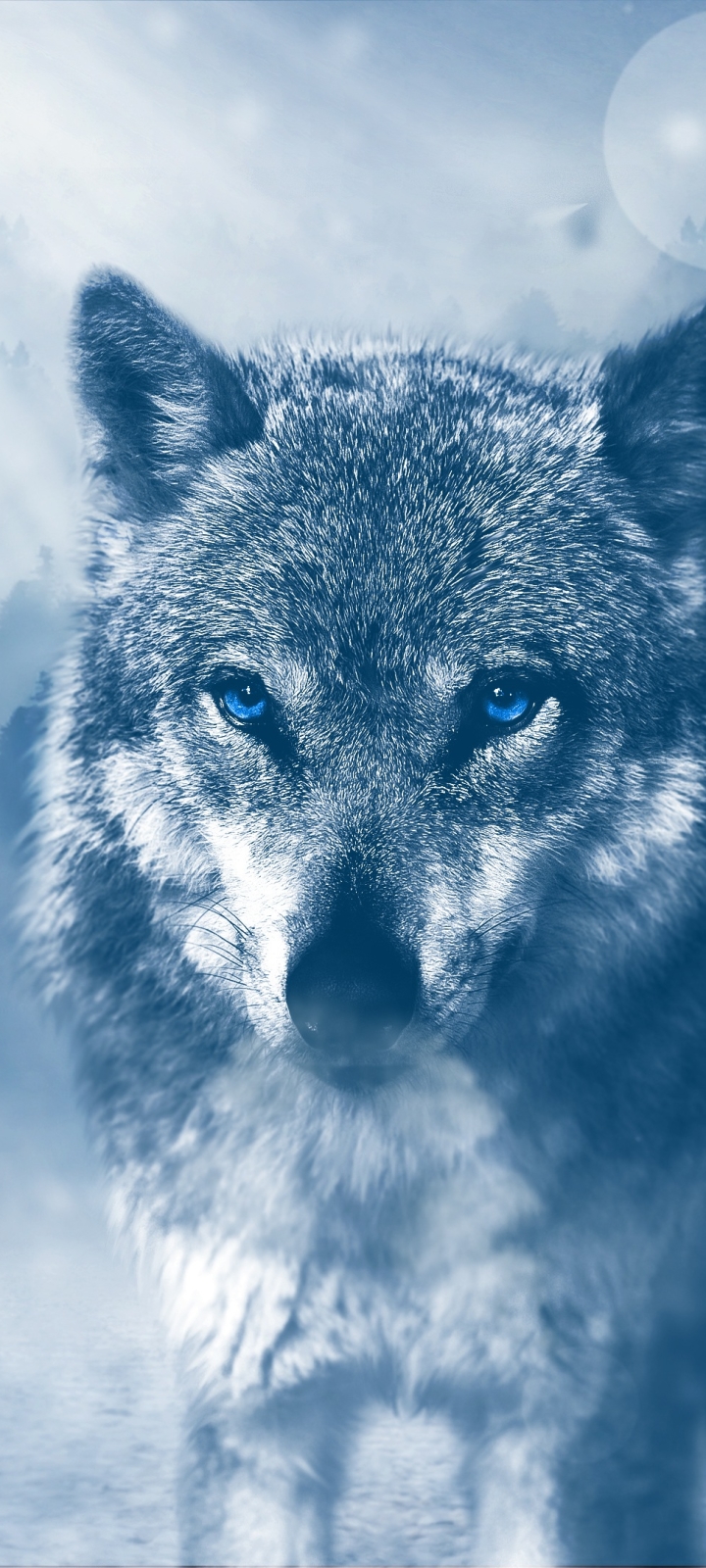 Baixar papel de parede para celular de Animais, Lobos, Lobo, Olhos Azuis gratuito.