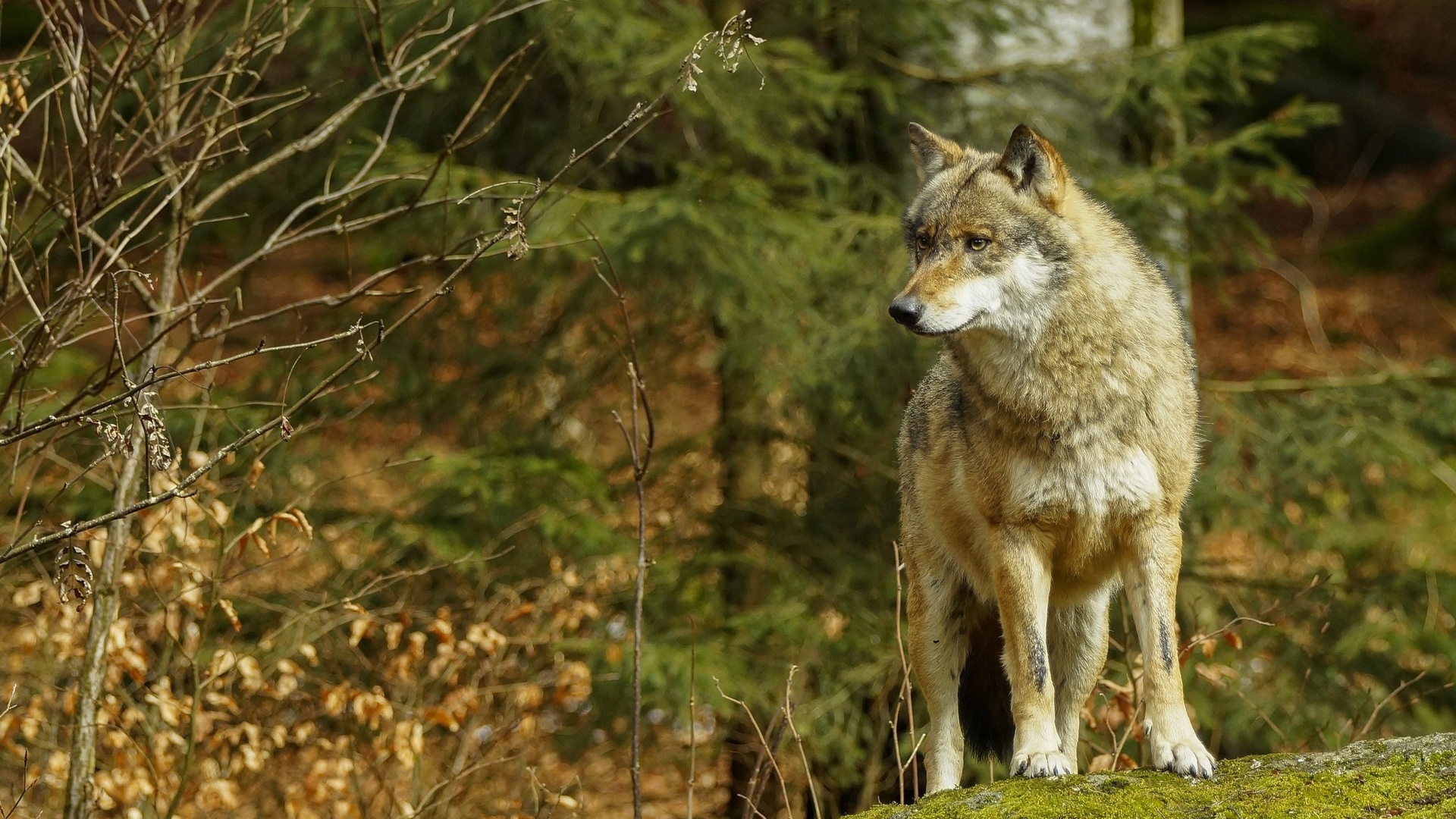 Descarga gratuita de fondo de pantalla para móvil de Animales, Lobo, Wolves.