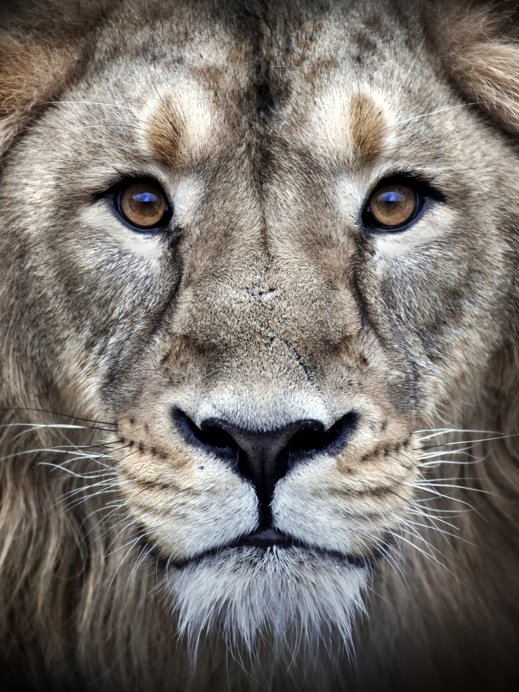 Free download wallpaper Cats, Lion, Animal, Face, Stare on your PC desktop