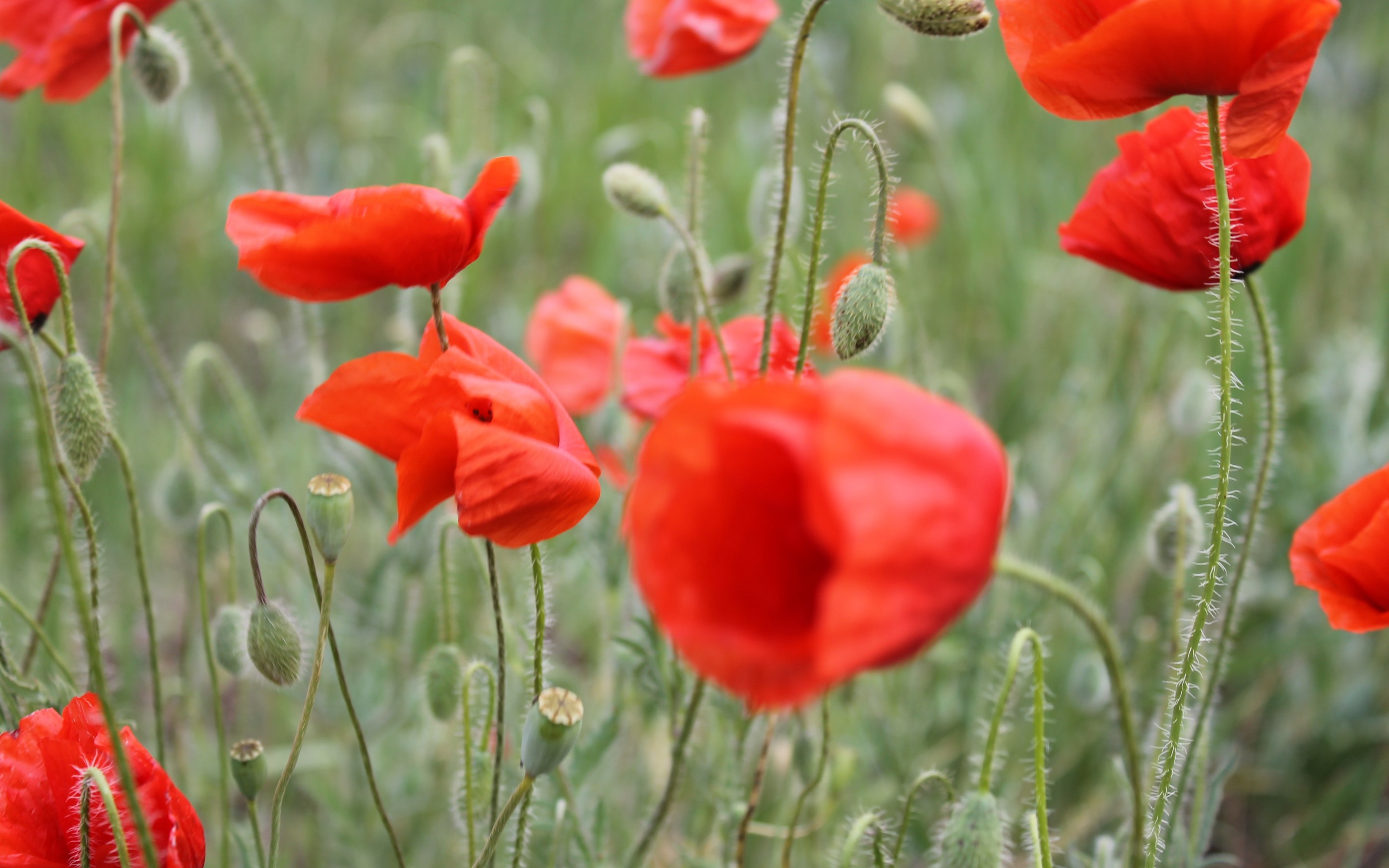 Descarga gratuita de fondo de pantalla para móvil de Amapola, Flores, Tierra/naturaleza.