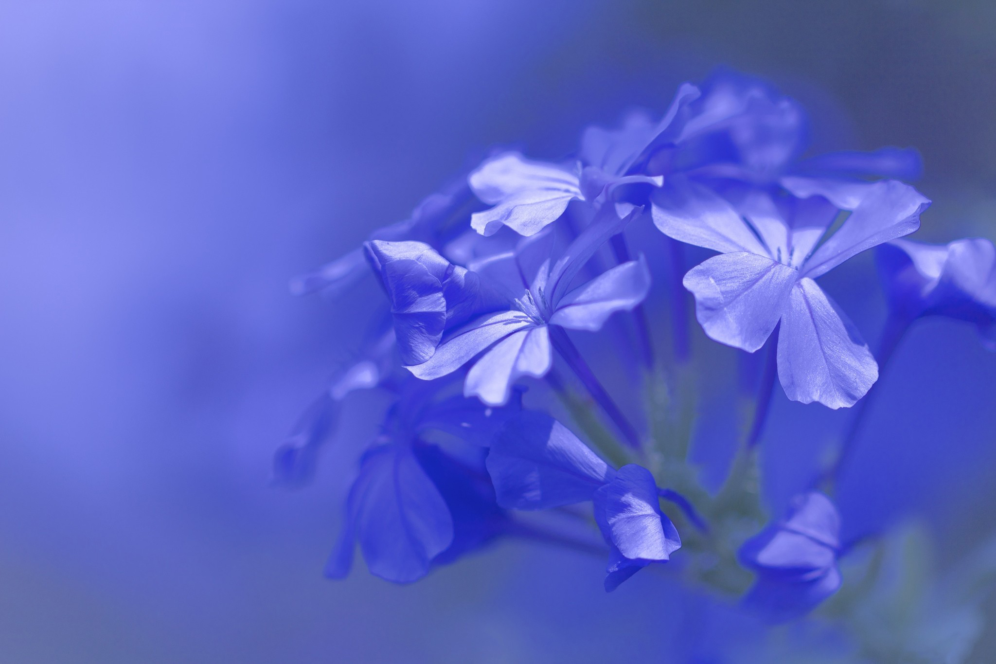 Download mobile wallpaper Blue Flower, Macro, Flowers, Nature, Flower, Earth for free.