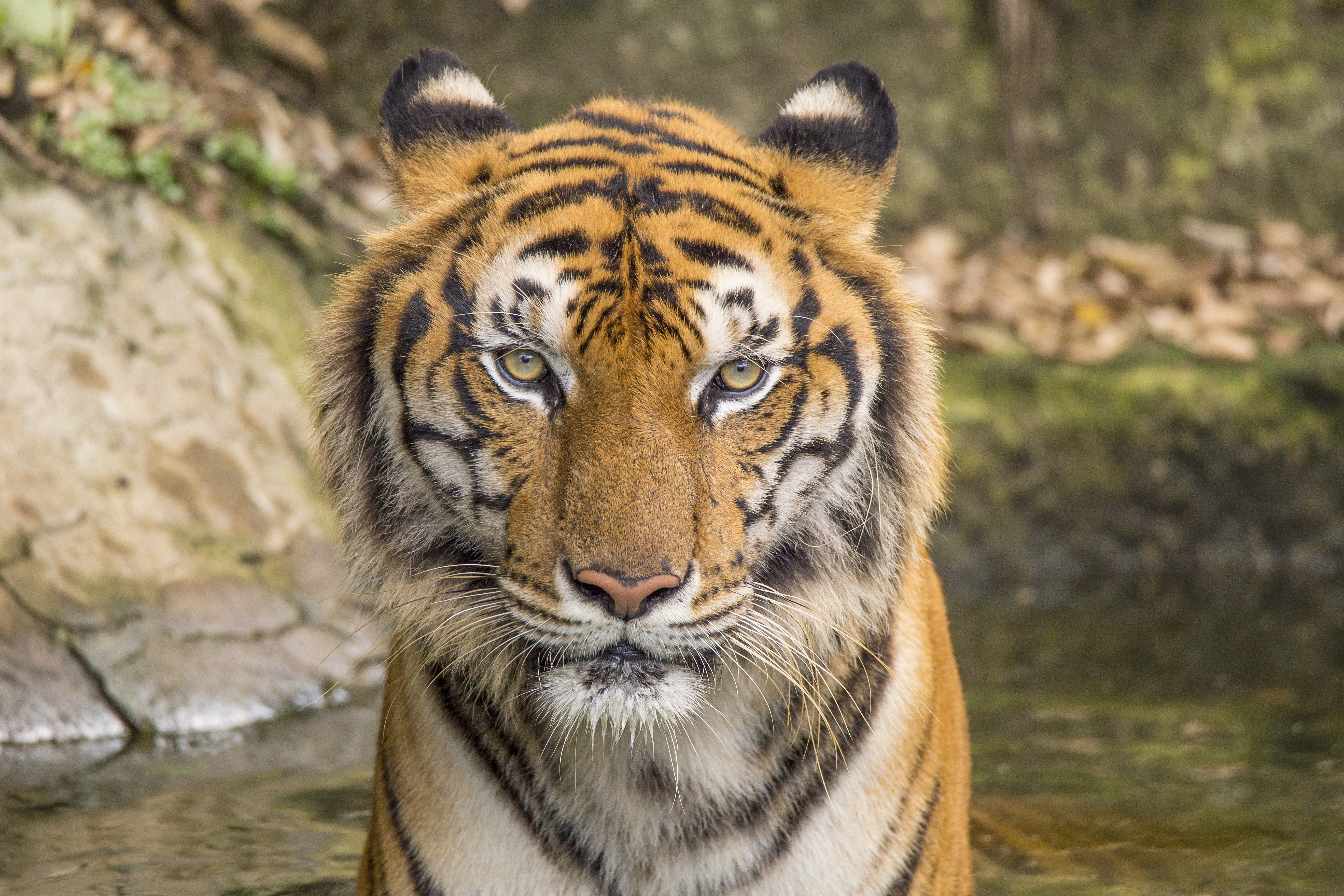 Téléchargez gratuitement l'image Chats, Animaux, Tigre sur le bureau de votre PC