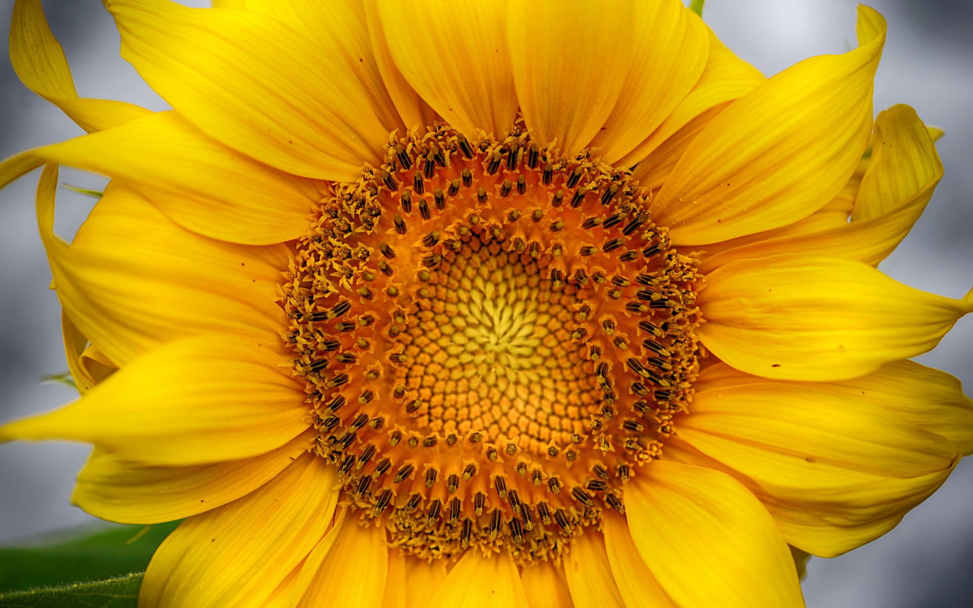 Download mobile wallpaper Flowers, Flower, Close Up, Earth, Sunflower, Yellow Flower for free.