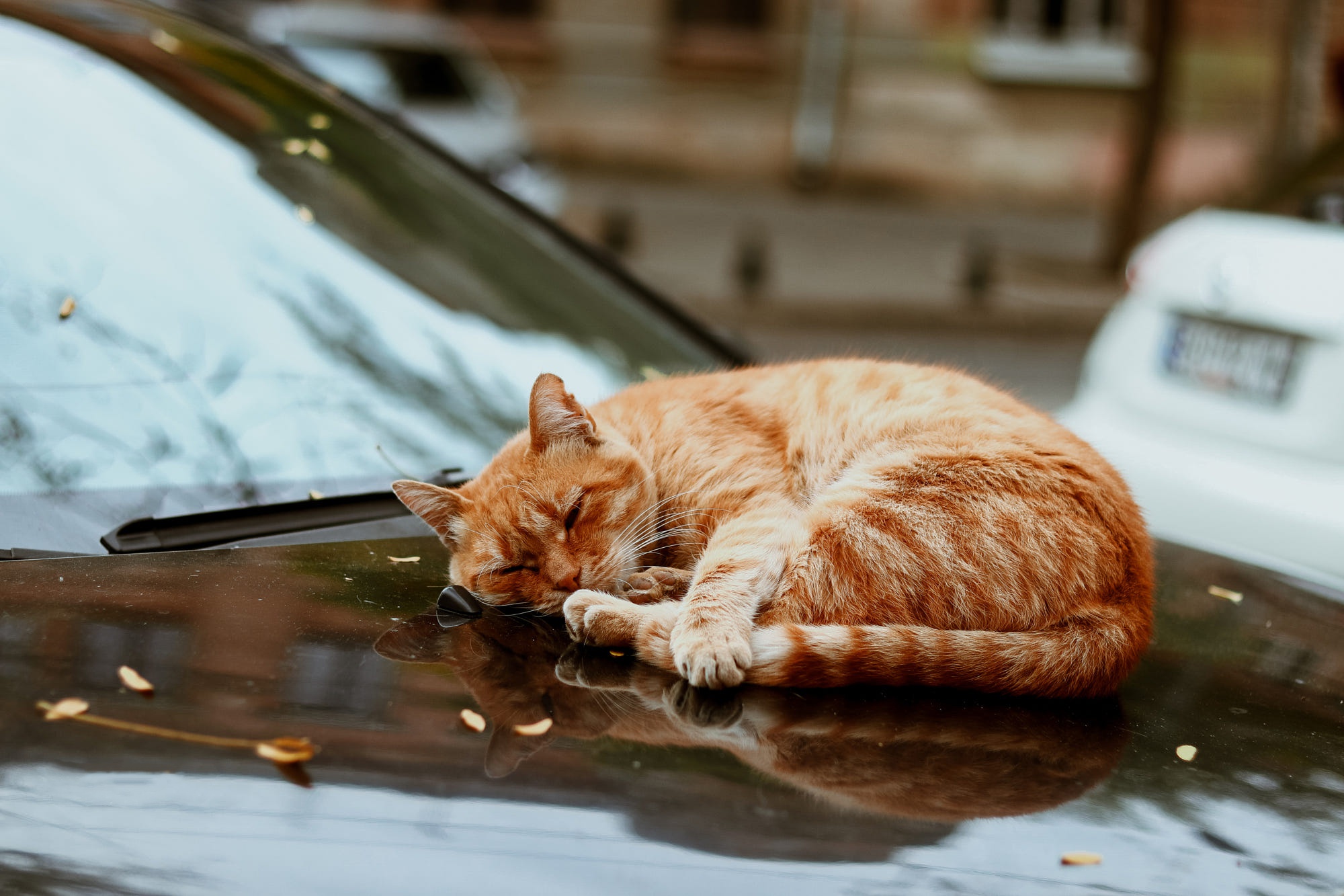 Baixar papel de parede para celular de Gato, Gatos, Animais gratuito.