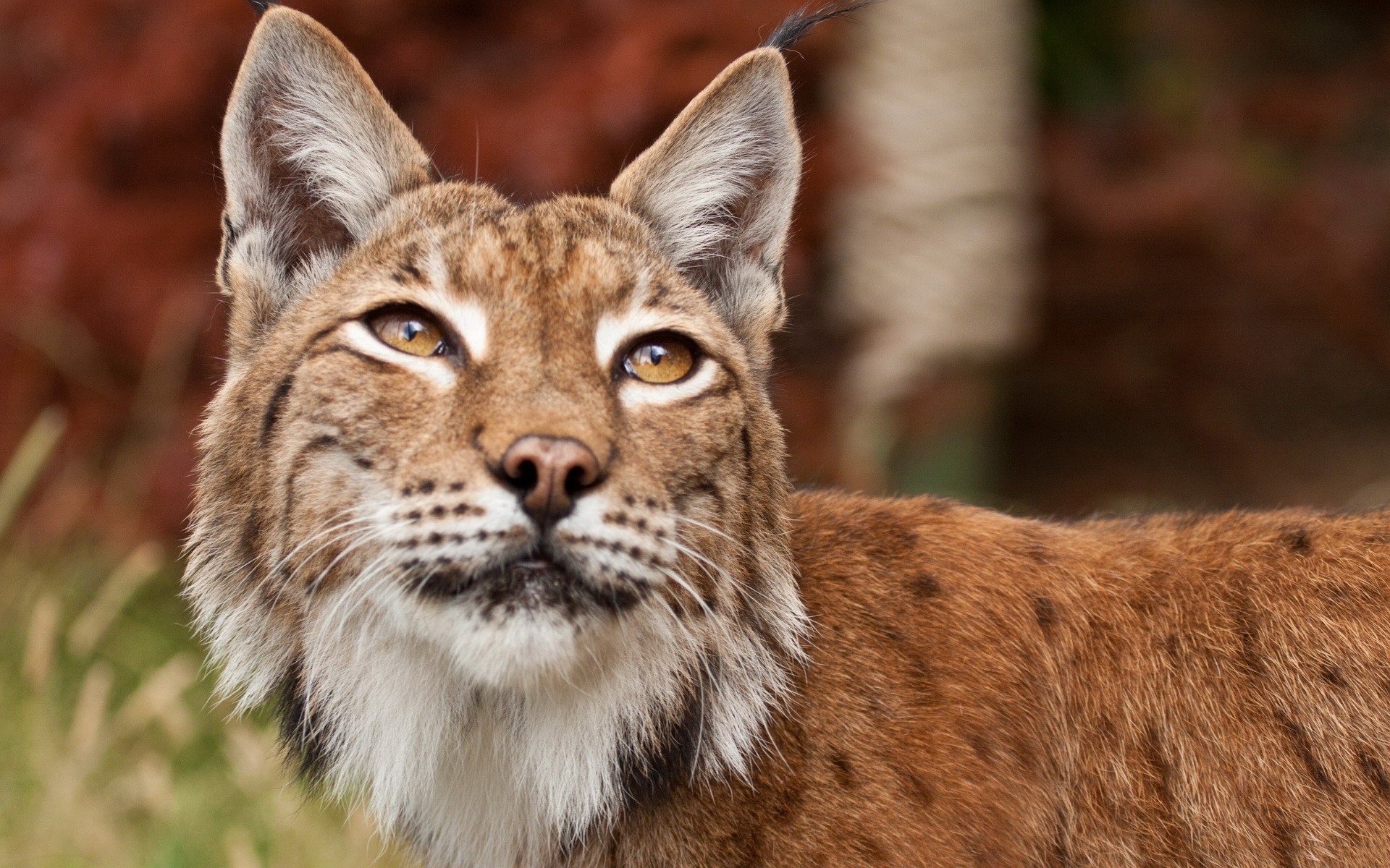 Handy-Wallpaper Tiere, Katzen, Luchs kostenlos herunterladen.