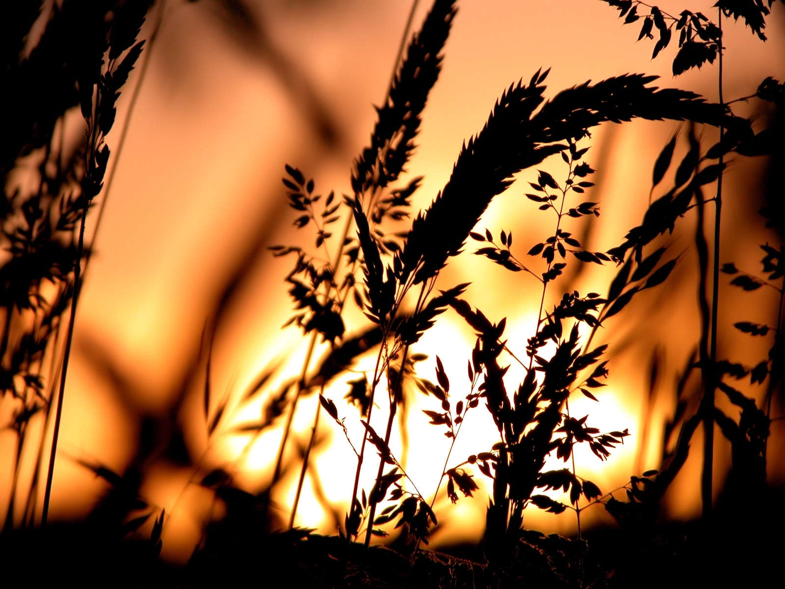 Free download wallpaper Plants, Sunset, Grass on your PC desktop