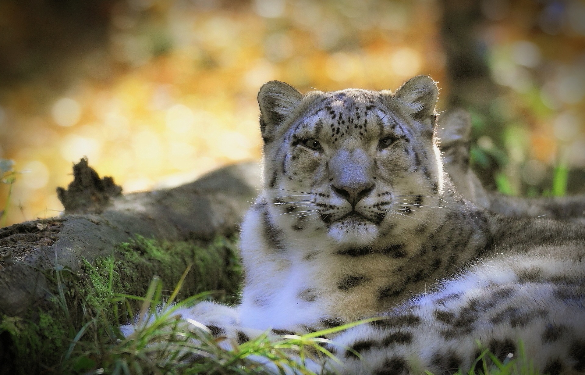 Download mobile wallpaper Cats, Snow Leopard, Animal, Stare for free.
