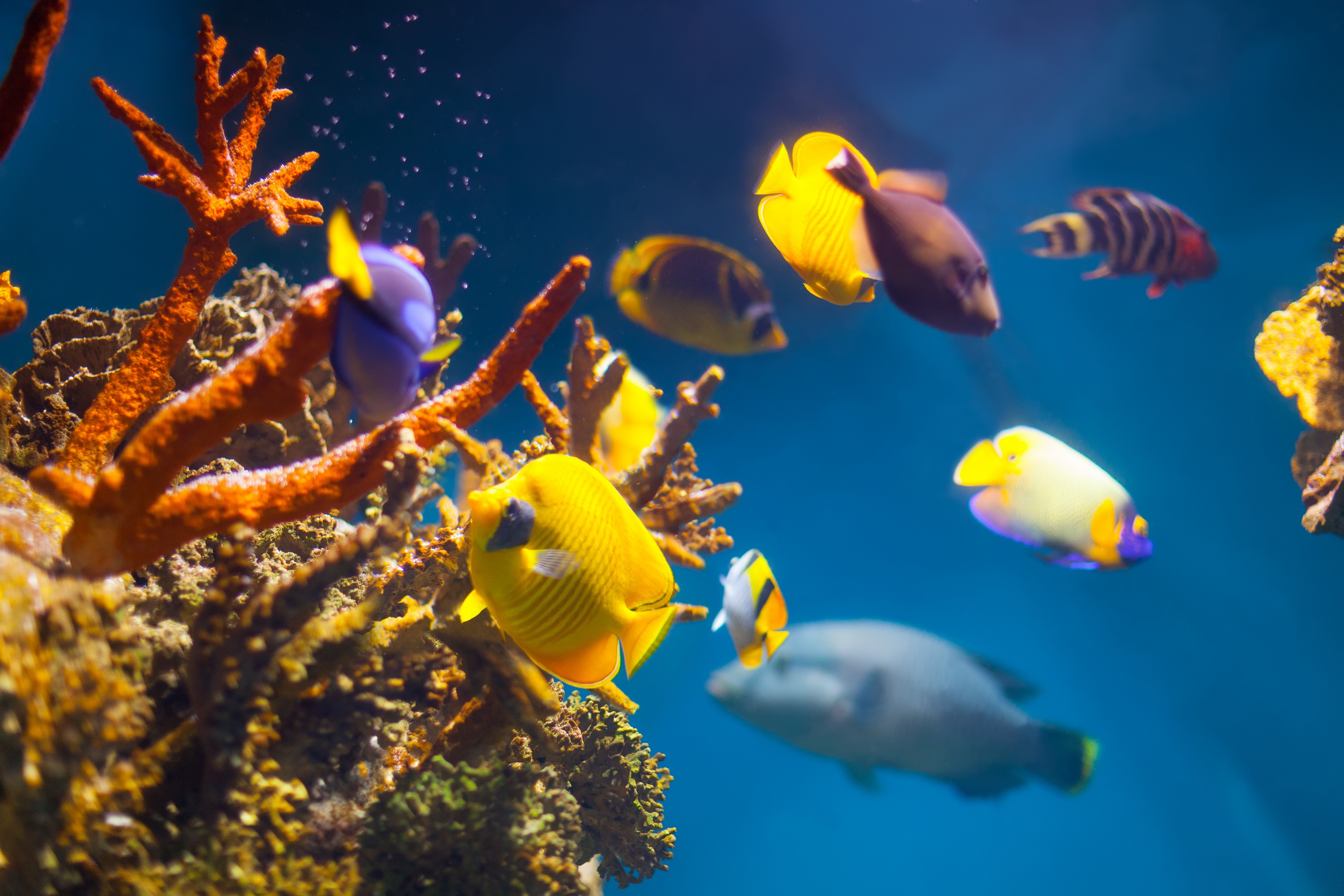Free download wallpaper Fishes, Coral, Animal, Fish, Underwater, Sea Life on your PC desktop