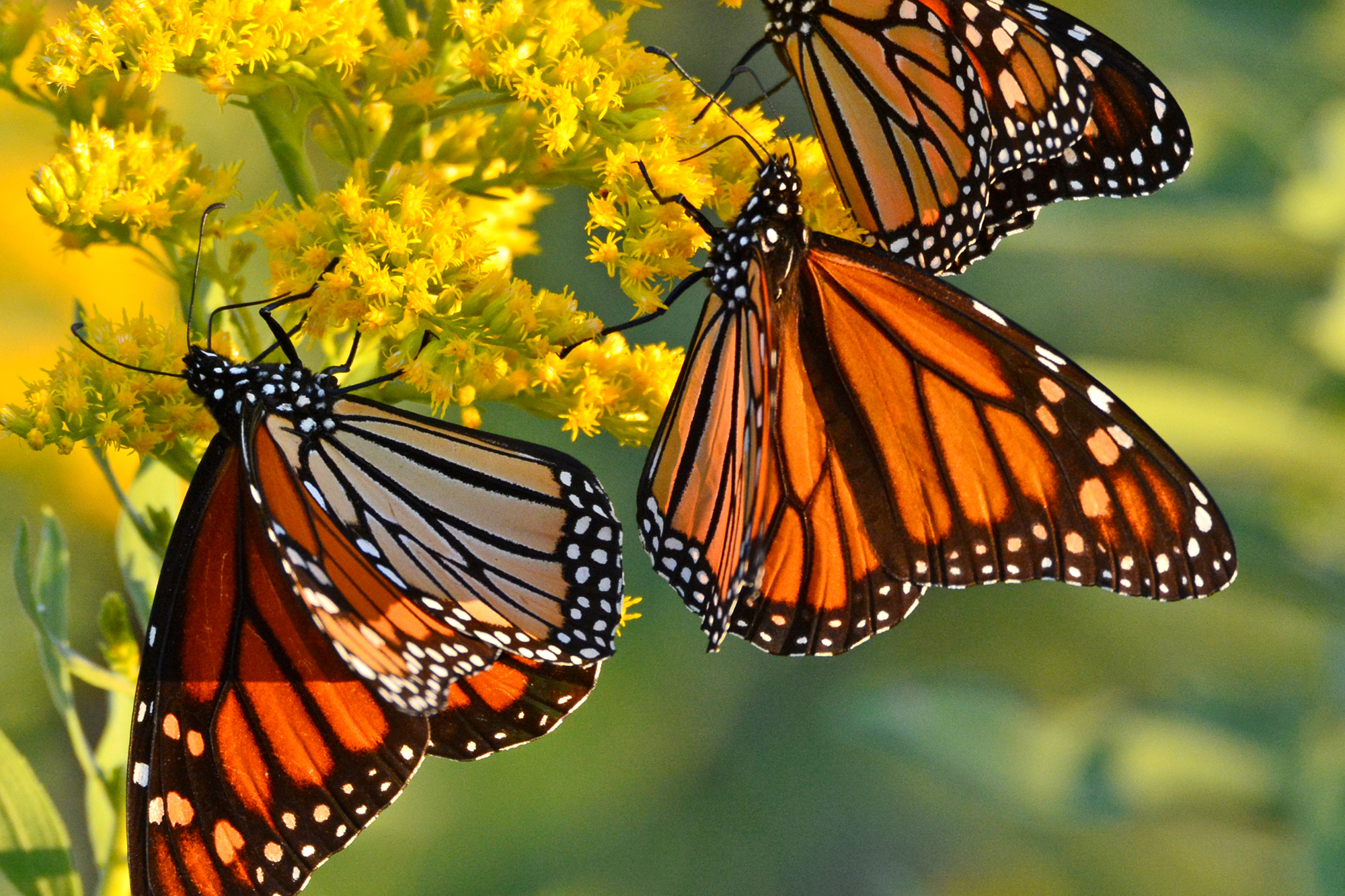 Free download wallpaper Flower, Macro, Insect, Butterfly, Animal on your PC desktop