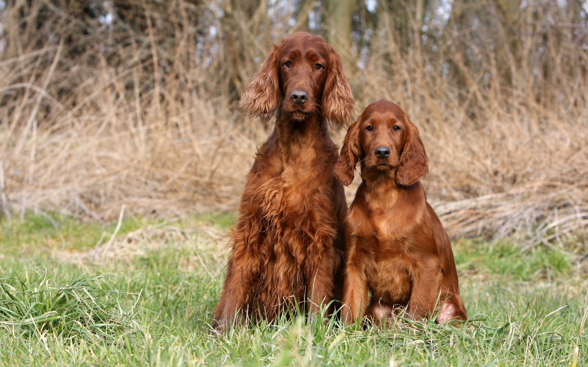 Handy-Wallpaper Hunde, Hund, Tiere kostenlos herunterladen.