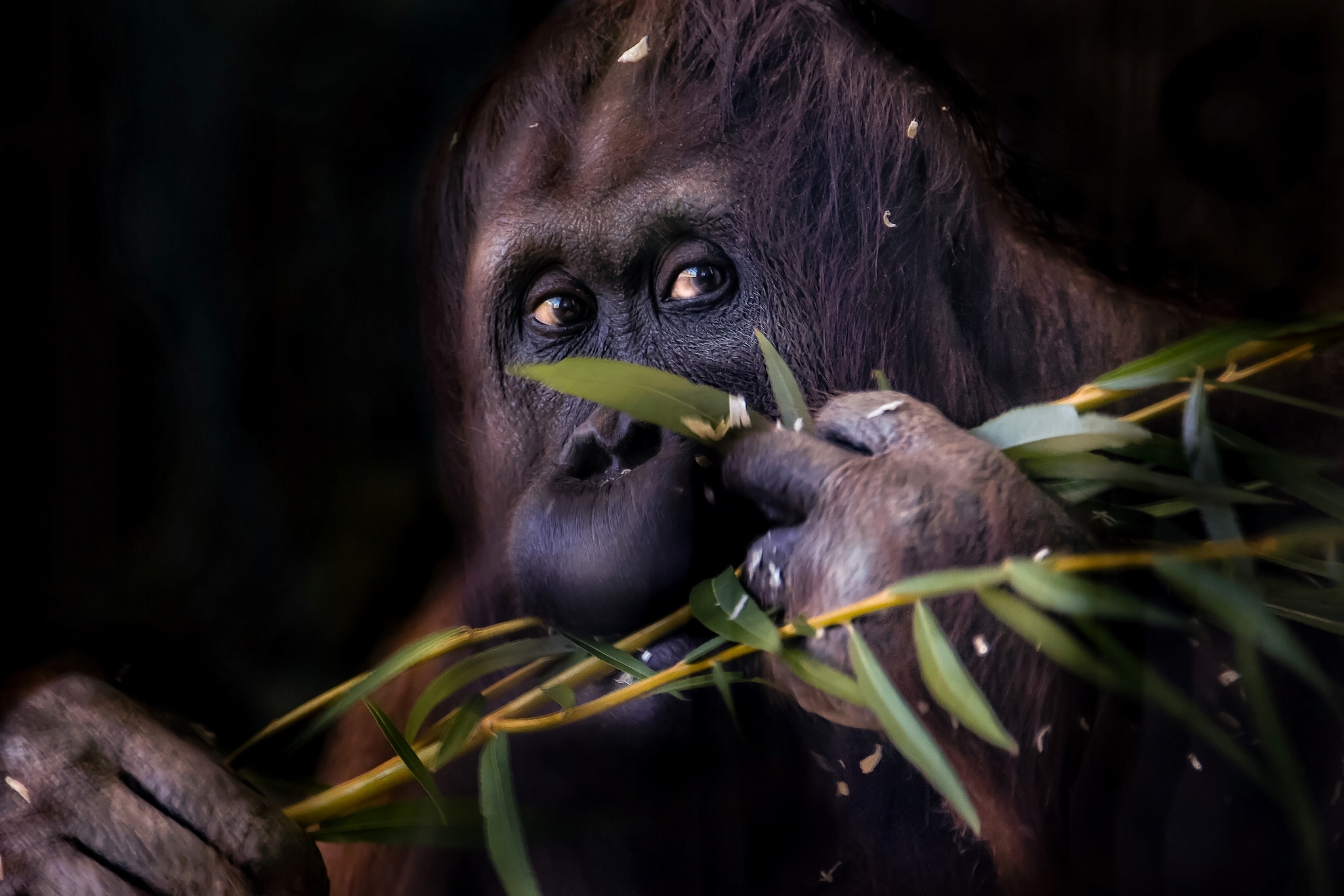 Free download wallpaper Monkeys, Branch, Monkey, Animal, Orangutan on your PC desktop