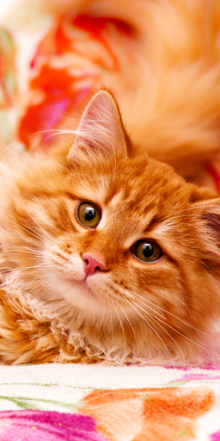 Download mobile wallpaper Cats, Cat, Animal, Orange (Color) for free.