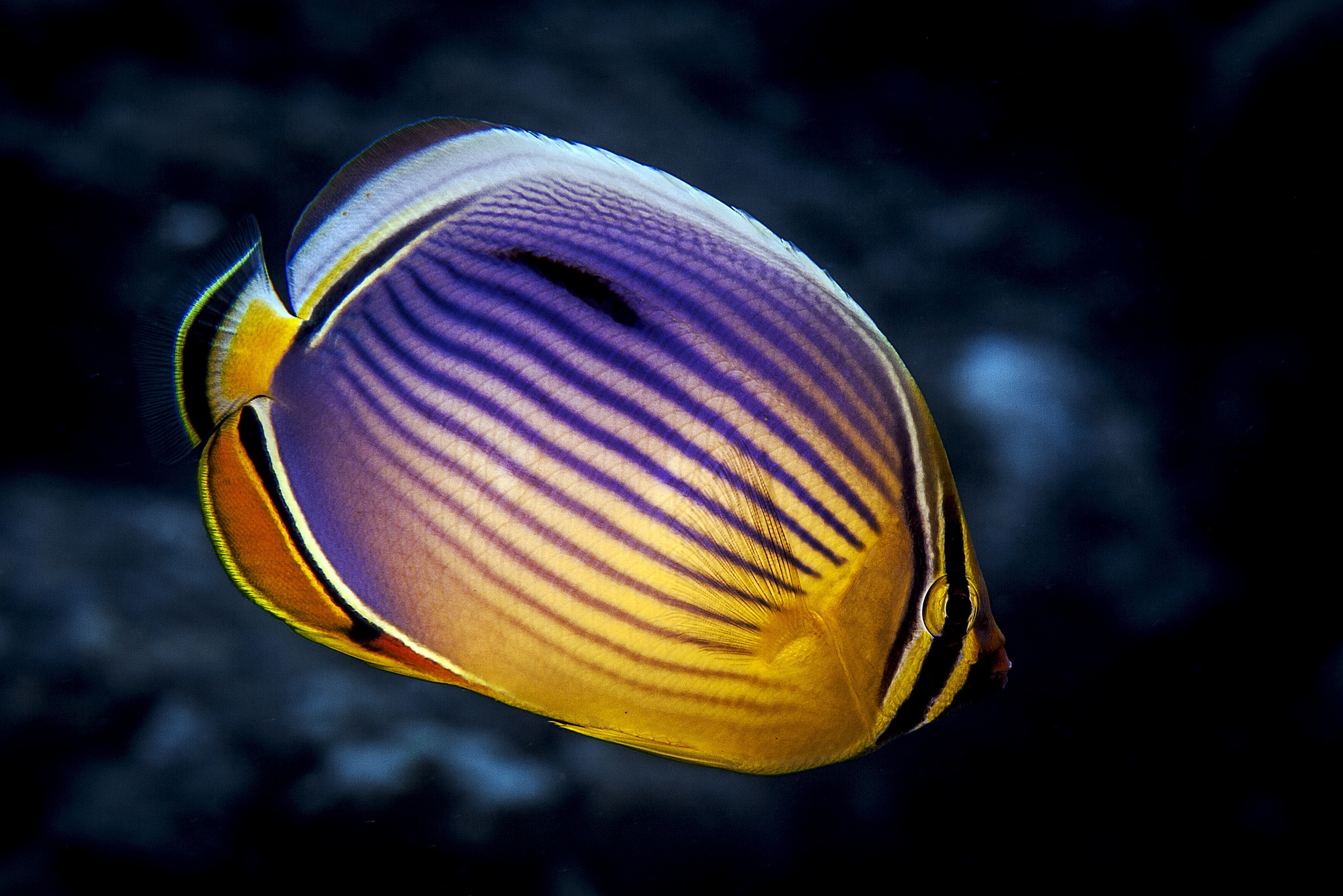 Download mobile wallpaper Animal, Butterflyfish for free.