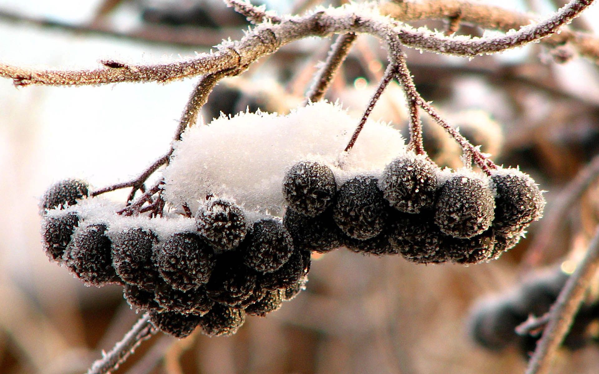 116873 Hintergrundbild herunterladen natur, obst, schnee, berries, schwarz, frost, rauhreif, frucht, bündel, cluster, eberesche, rowan - Bildschirmschoner und Bilder kostenlos