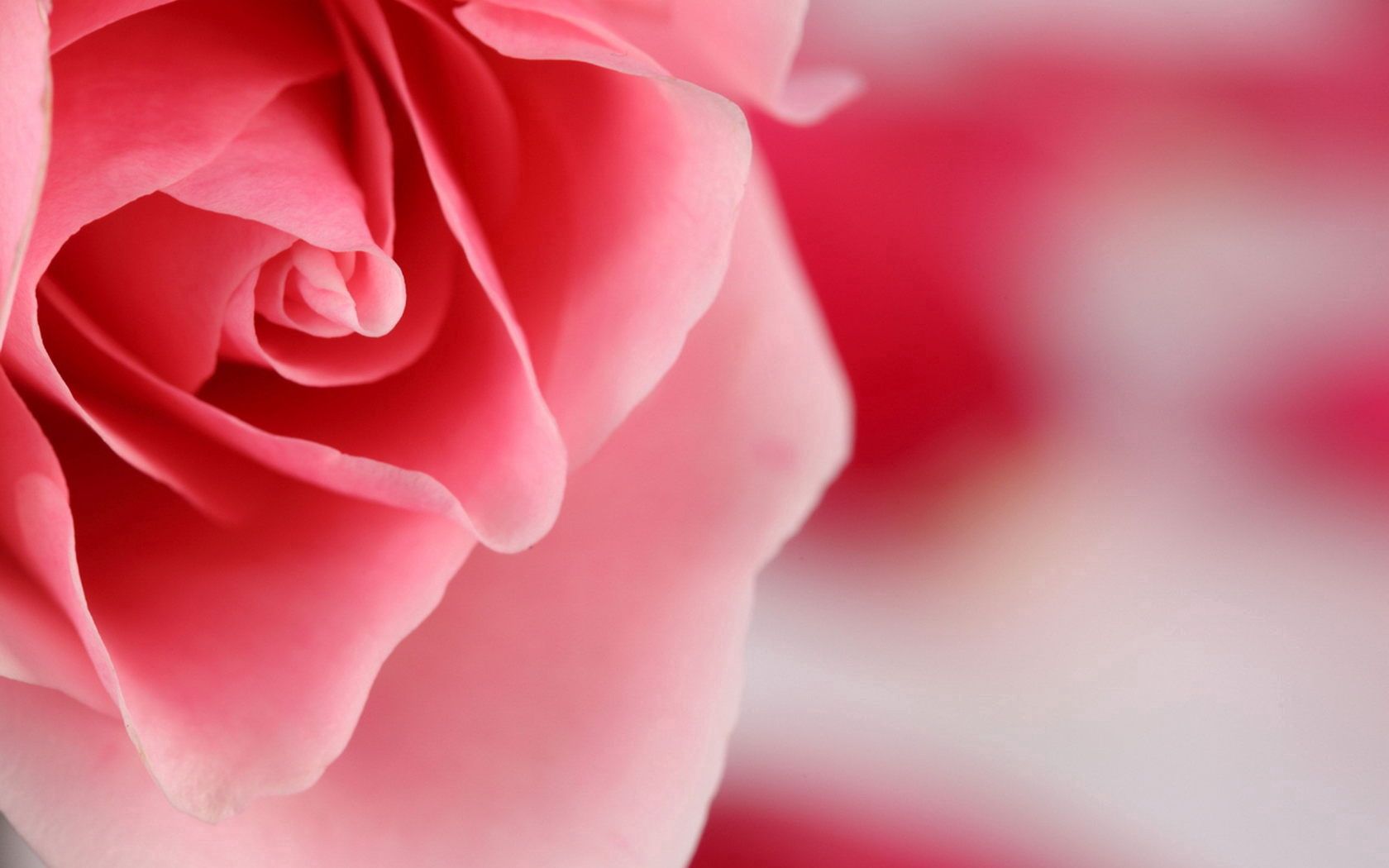 Téléchargez des papiers peints mobile Macro, Lumière, Pétales, Couleur Claire, Une Rose, Rose gratuitement.