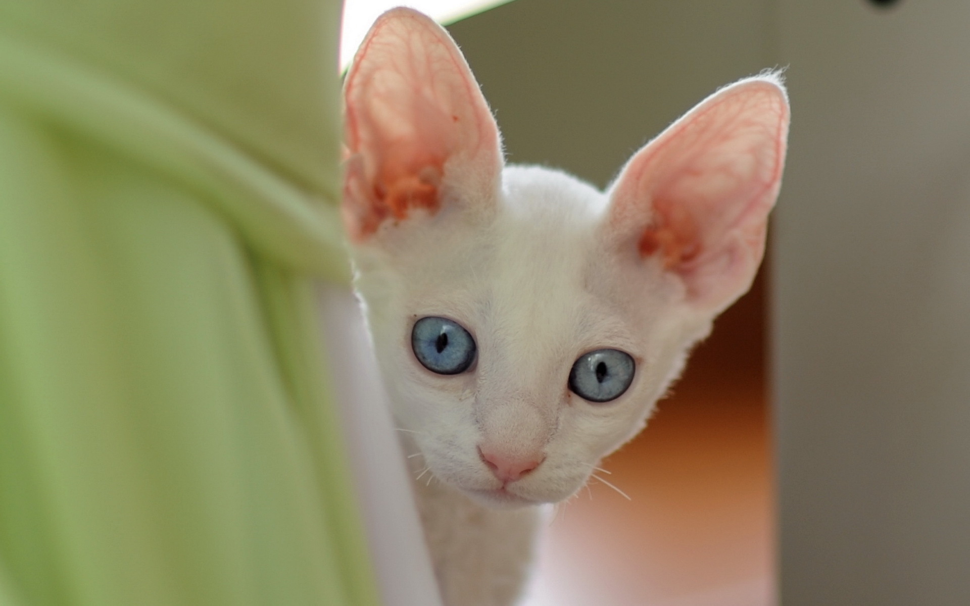 Baixe gratuitamente a imagem Animais, Gatos, Gato na área de trabalho do seu PC