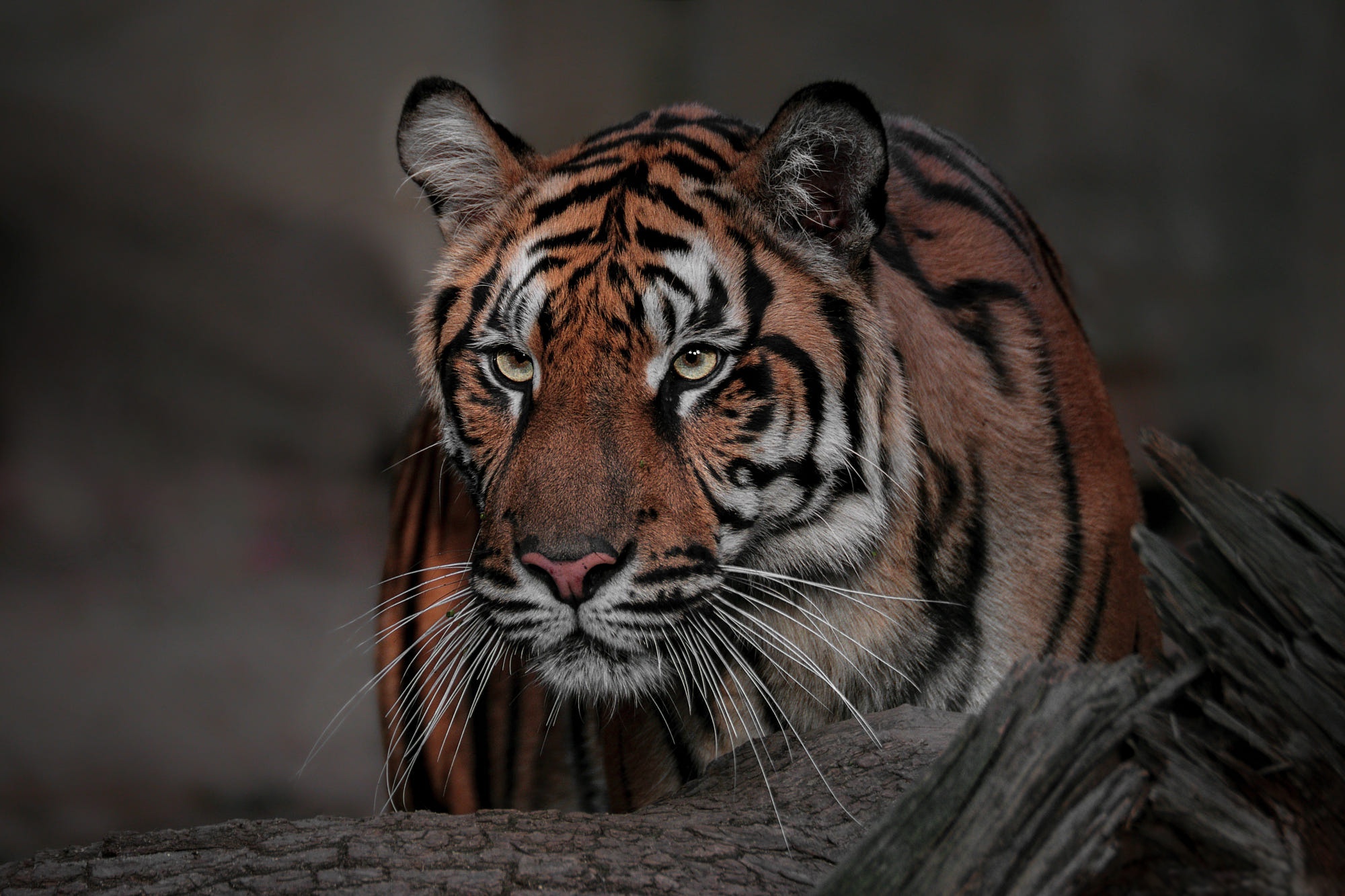 Baixe gratuitamente a imagem Animais, Gatos, Tigre na área de trabalho do seu PC