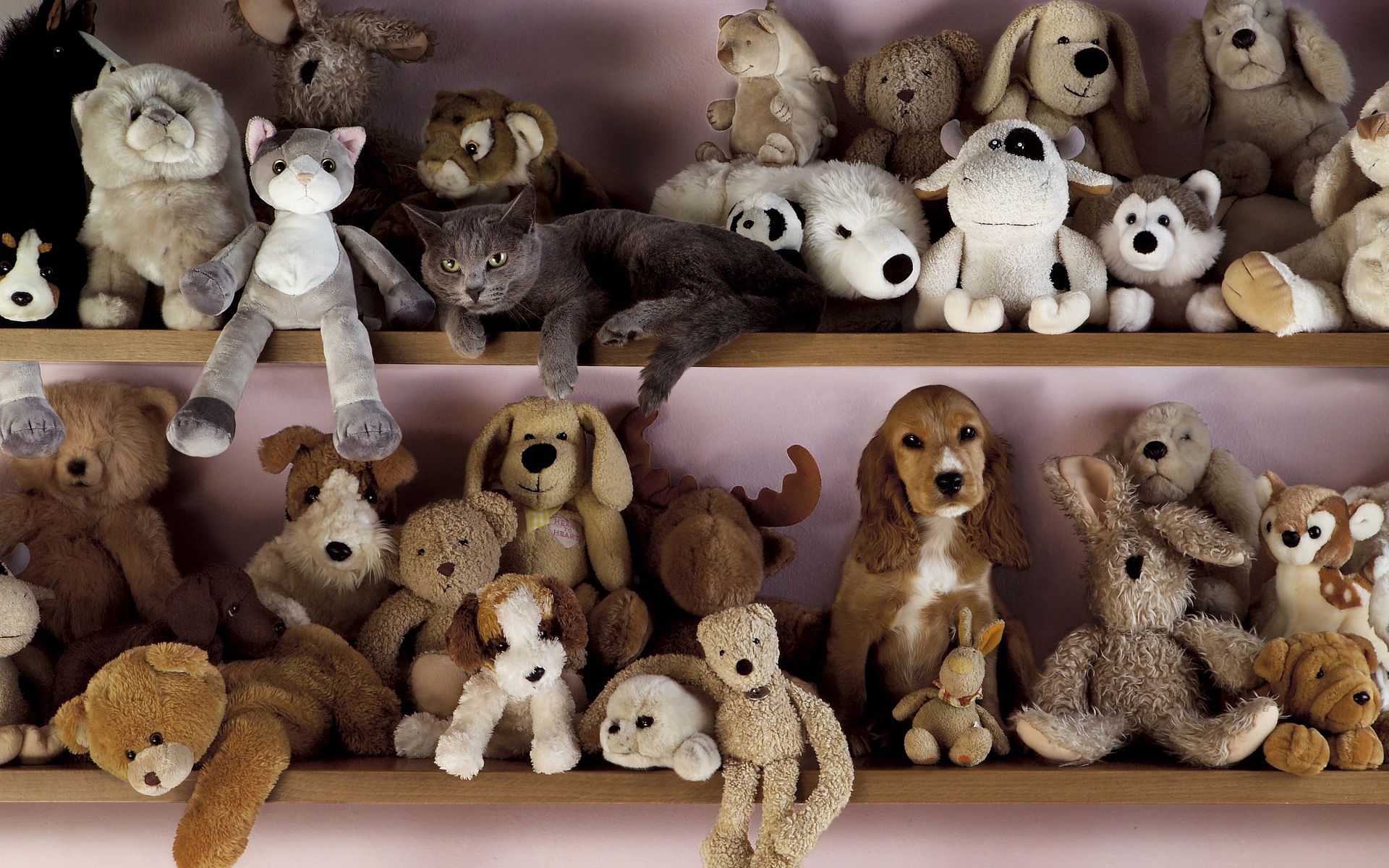 animals, toys, cat, dog, shelf