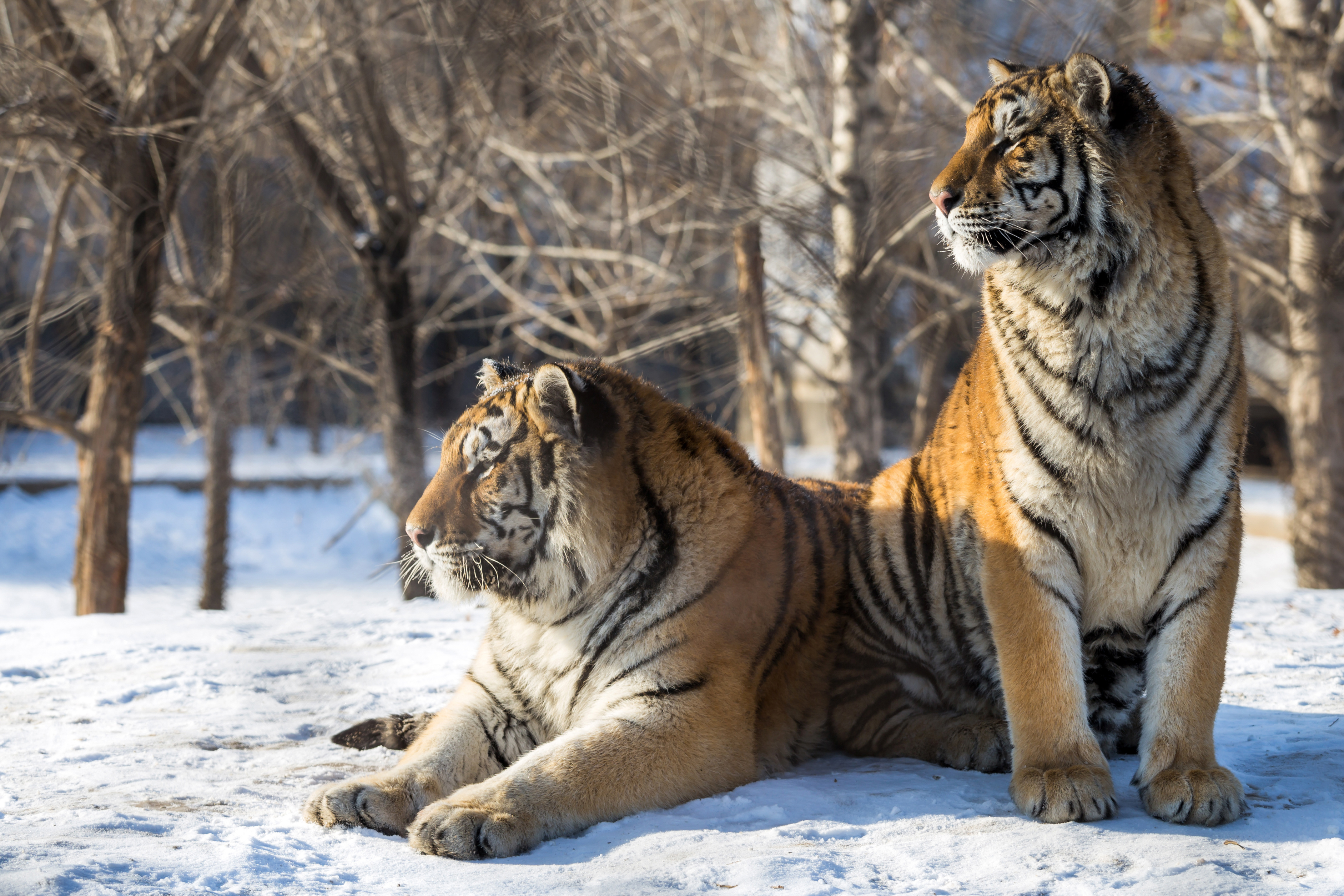 Descarga gratuita de fondo de pantalla para móvil de Gatos, Animales, Tigre.