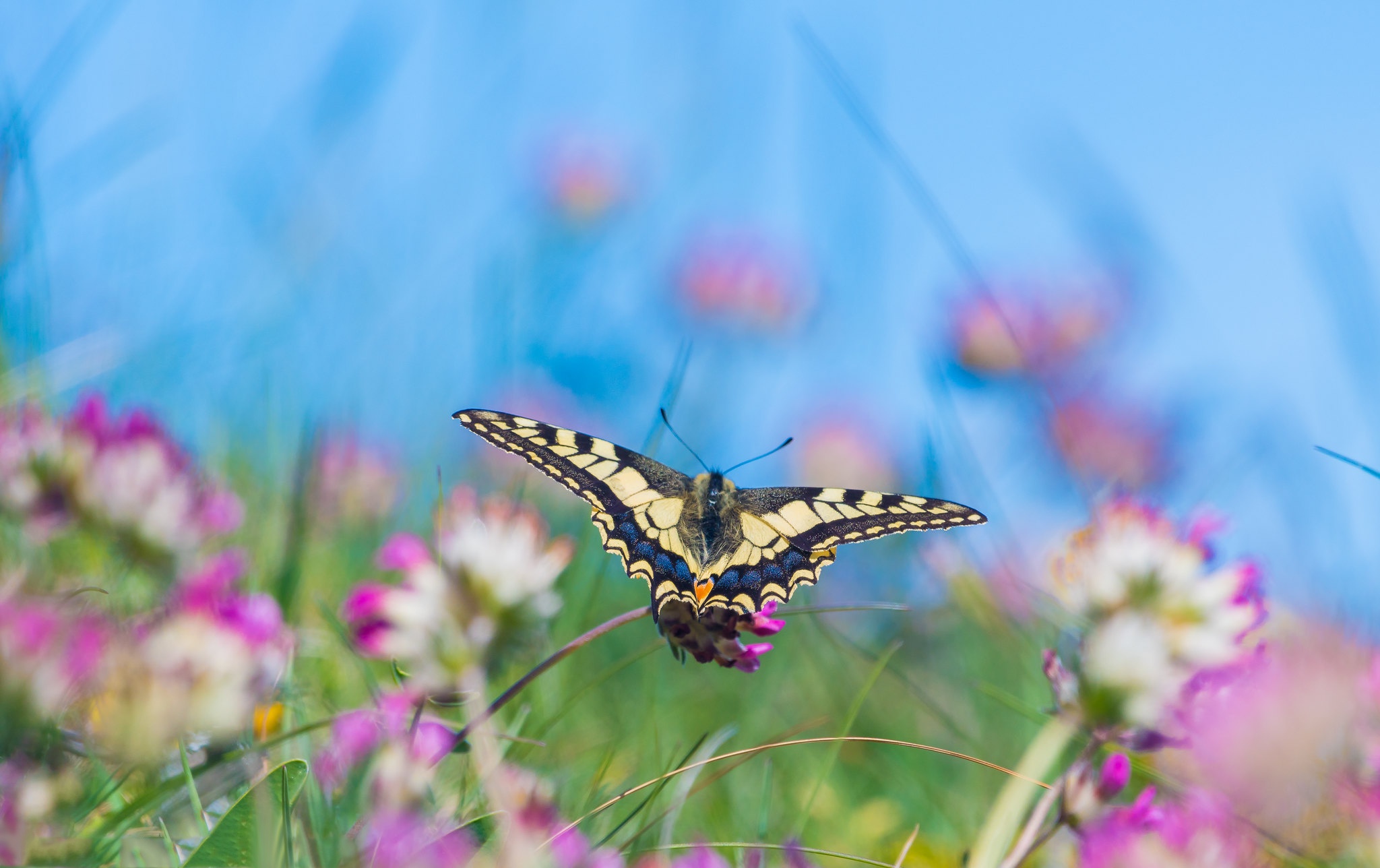 Laden Sie das Tiere, Schmetterlinge, Blume, Makro, Insekt-Bild kostenlos auf Ihren PC-Desktop herunter