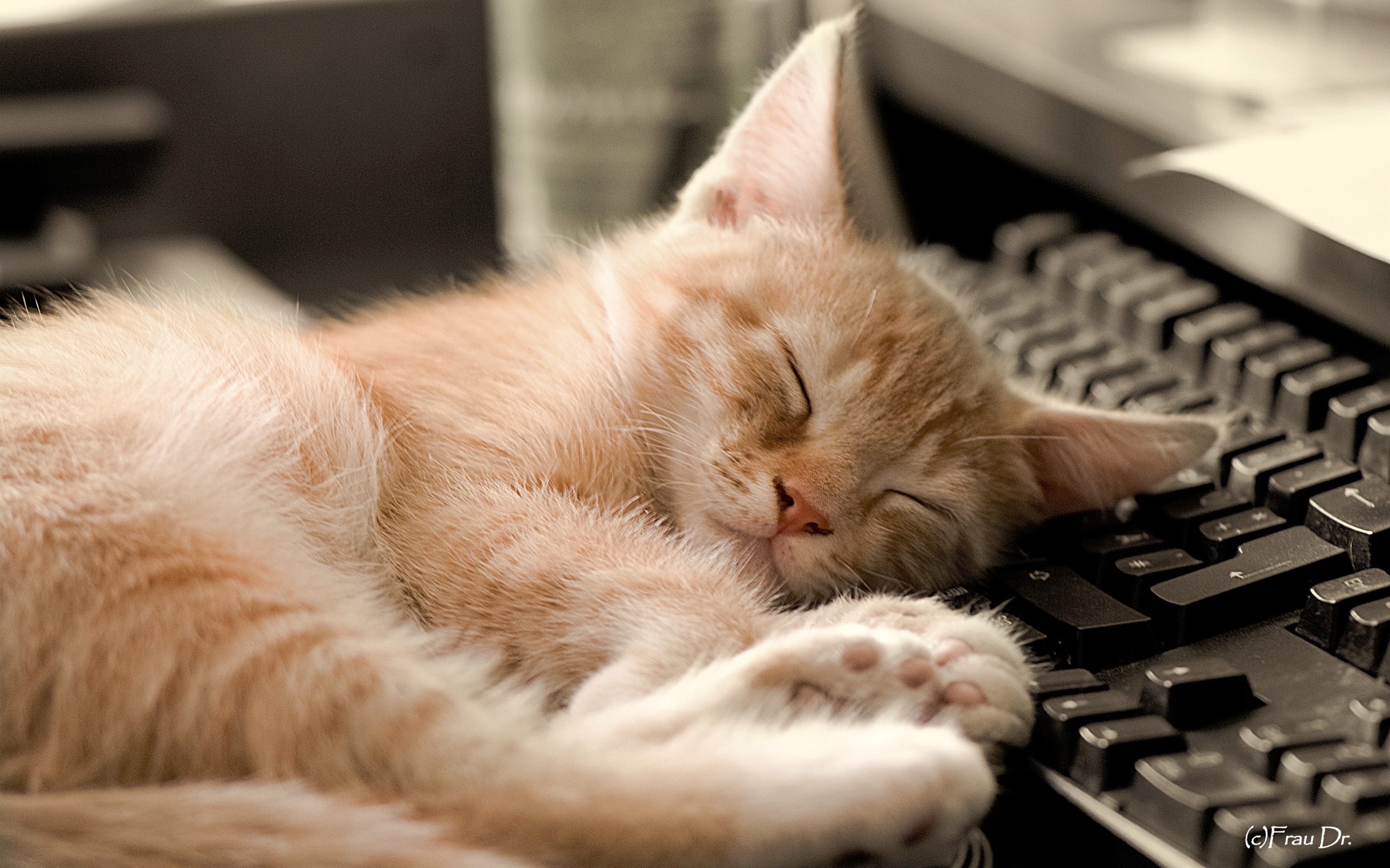 25284 descargar imagen gatos, animales, naranja: fondos de pantalla y protectores de pantalla gratis