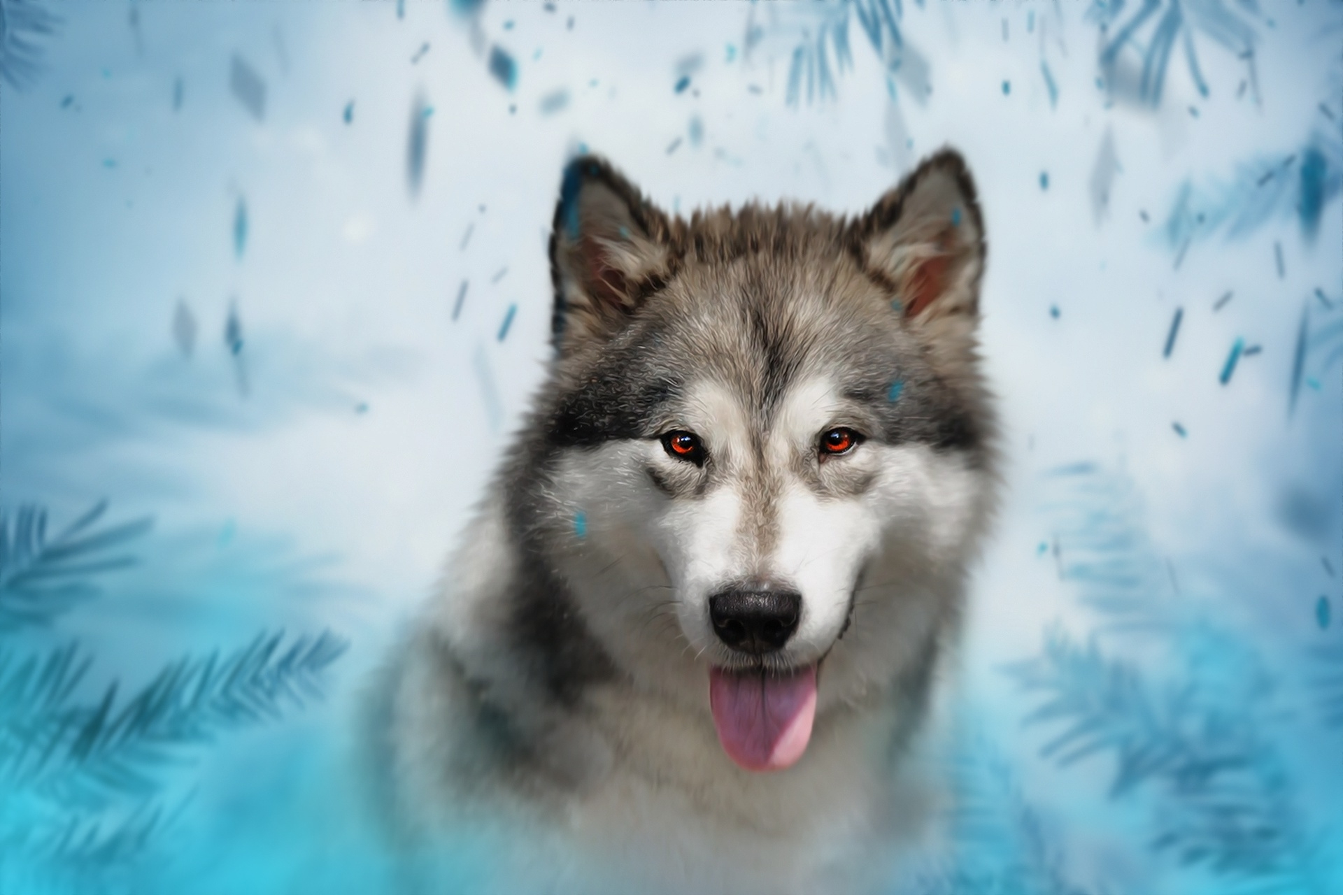 Download mobile wallpaper Dogs, Animal, Husky for free.