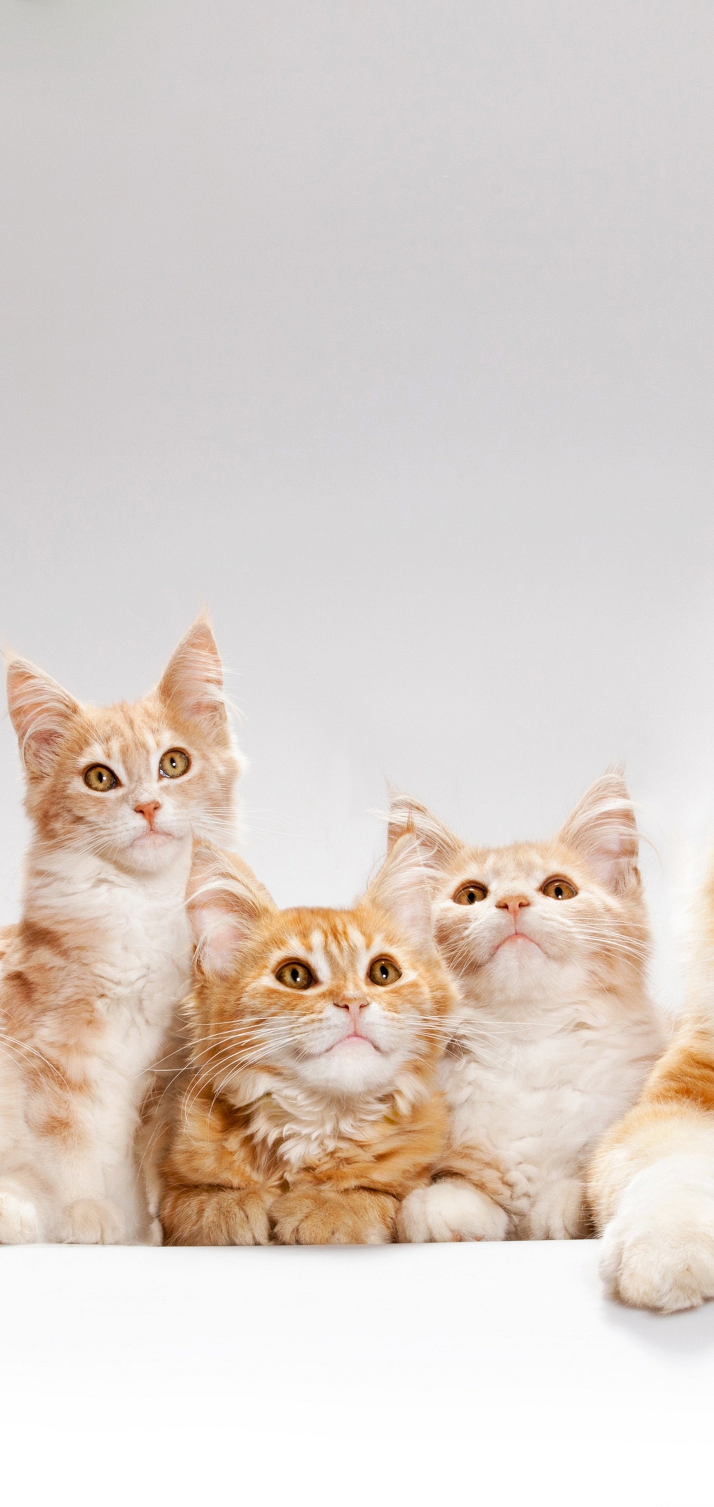 Descarga gratuita de fondo de pantalla para móvil de Animales, Gatos, Gato, Gatito, Bebe Animal, Coon De Maine.