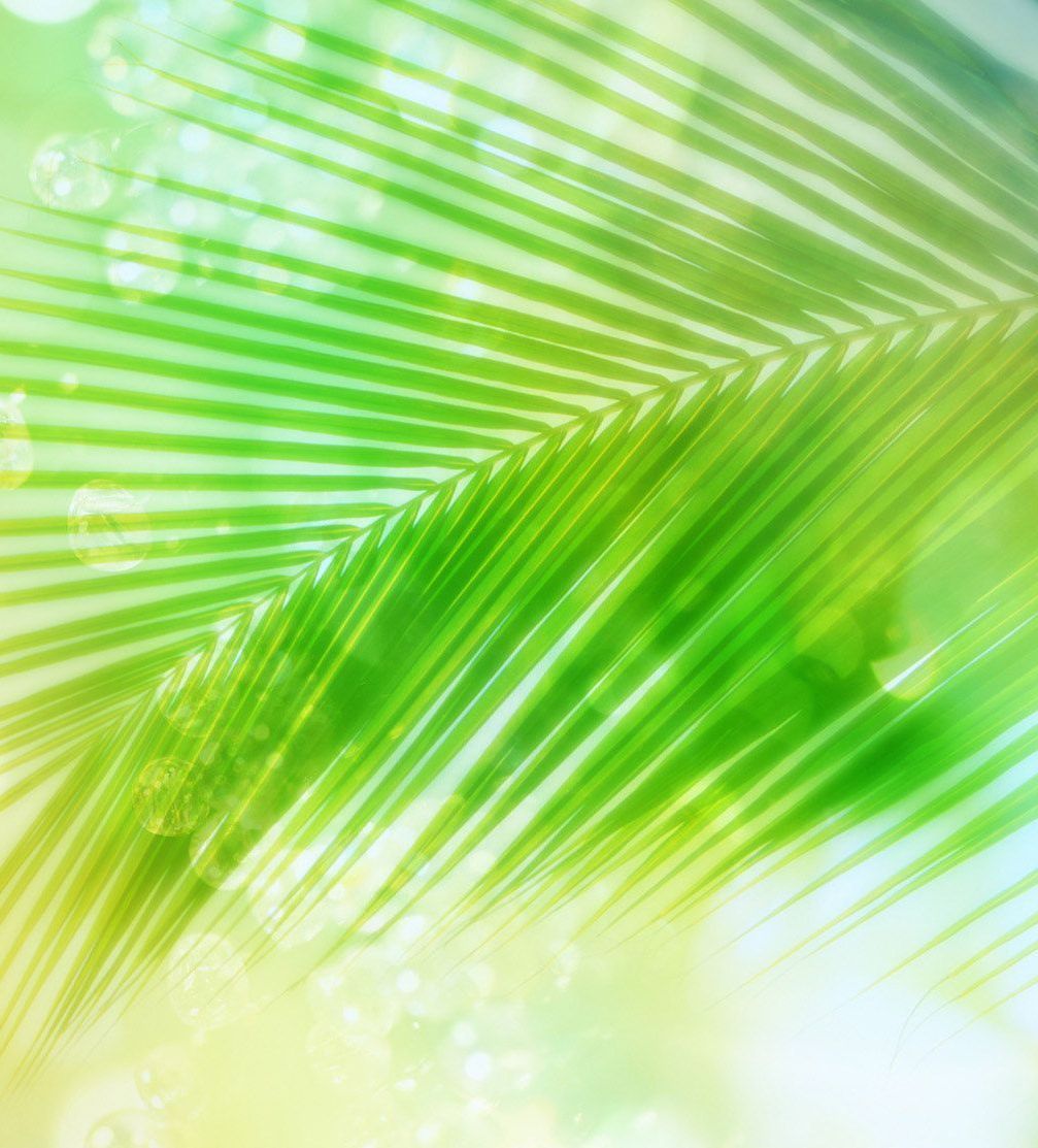 Téléchargez des papiers peints mobile Plantes, Palms gratuitement.