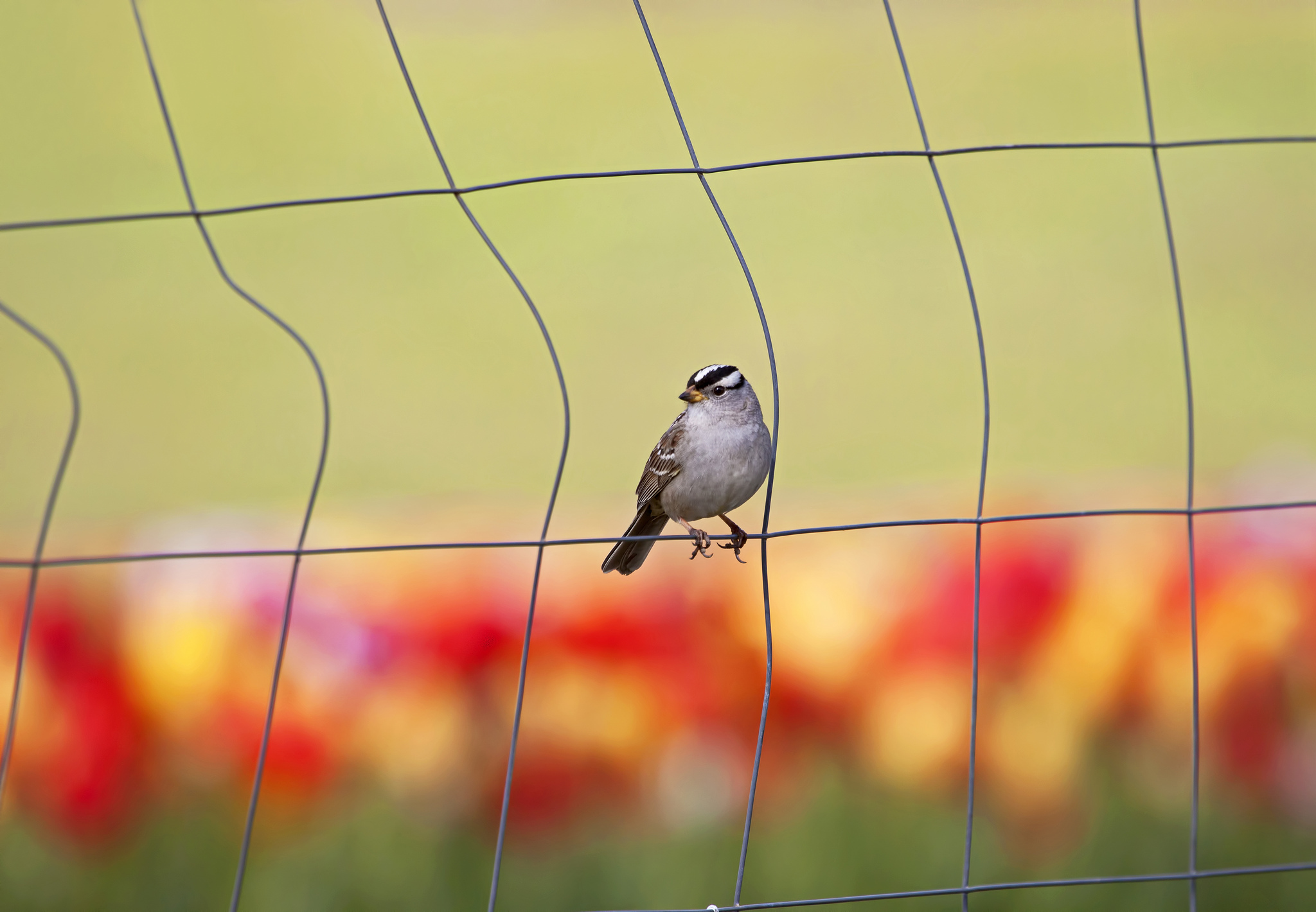 Descarga gratuita de fondo de pantalla para móvil de Animales, Aves, Ave.