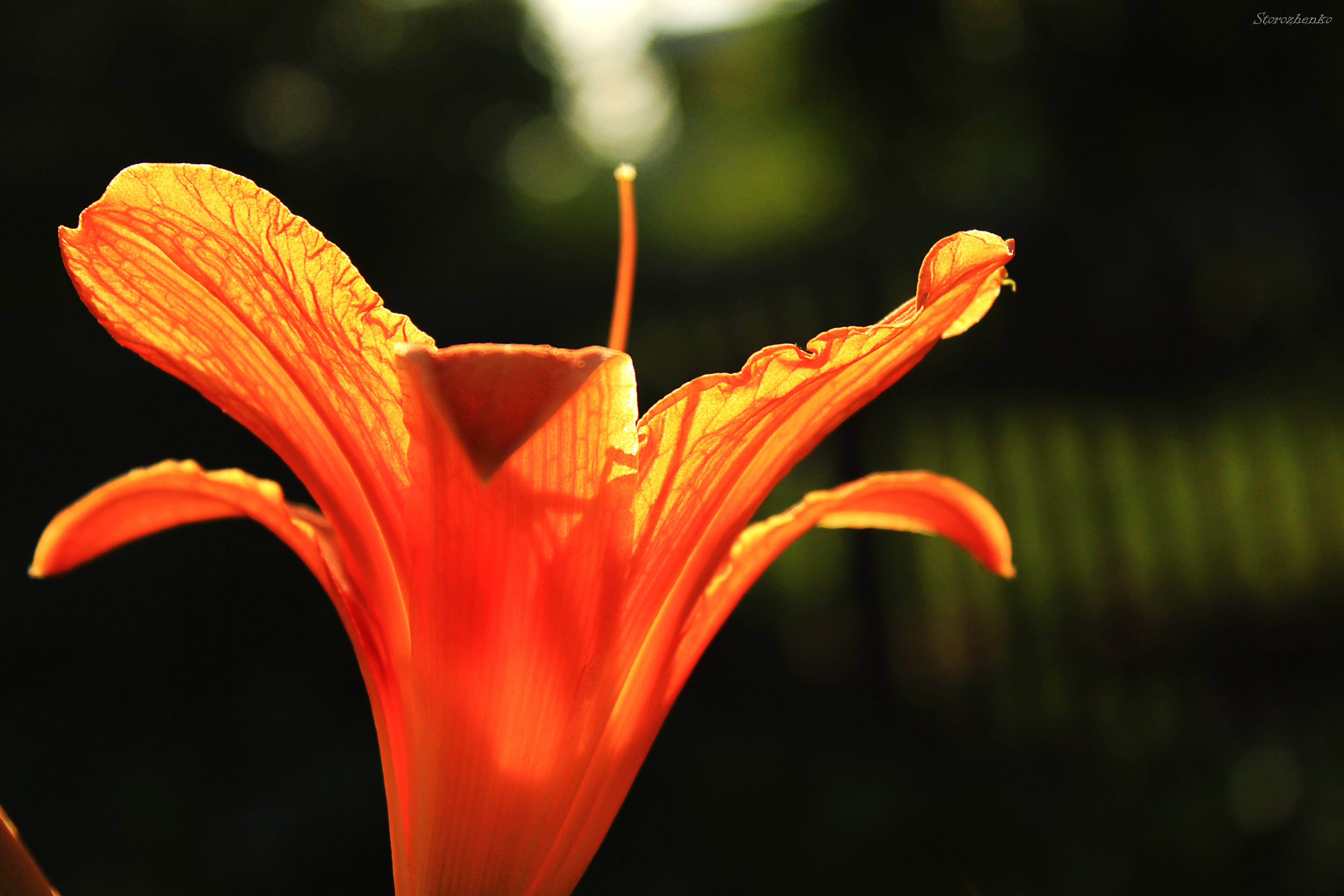 Téléchargez gratuitement l'image Fleurs, Fleur, Terre/nature sur le bureau de votre PC