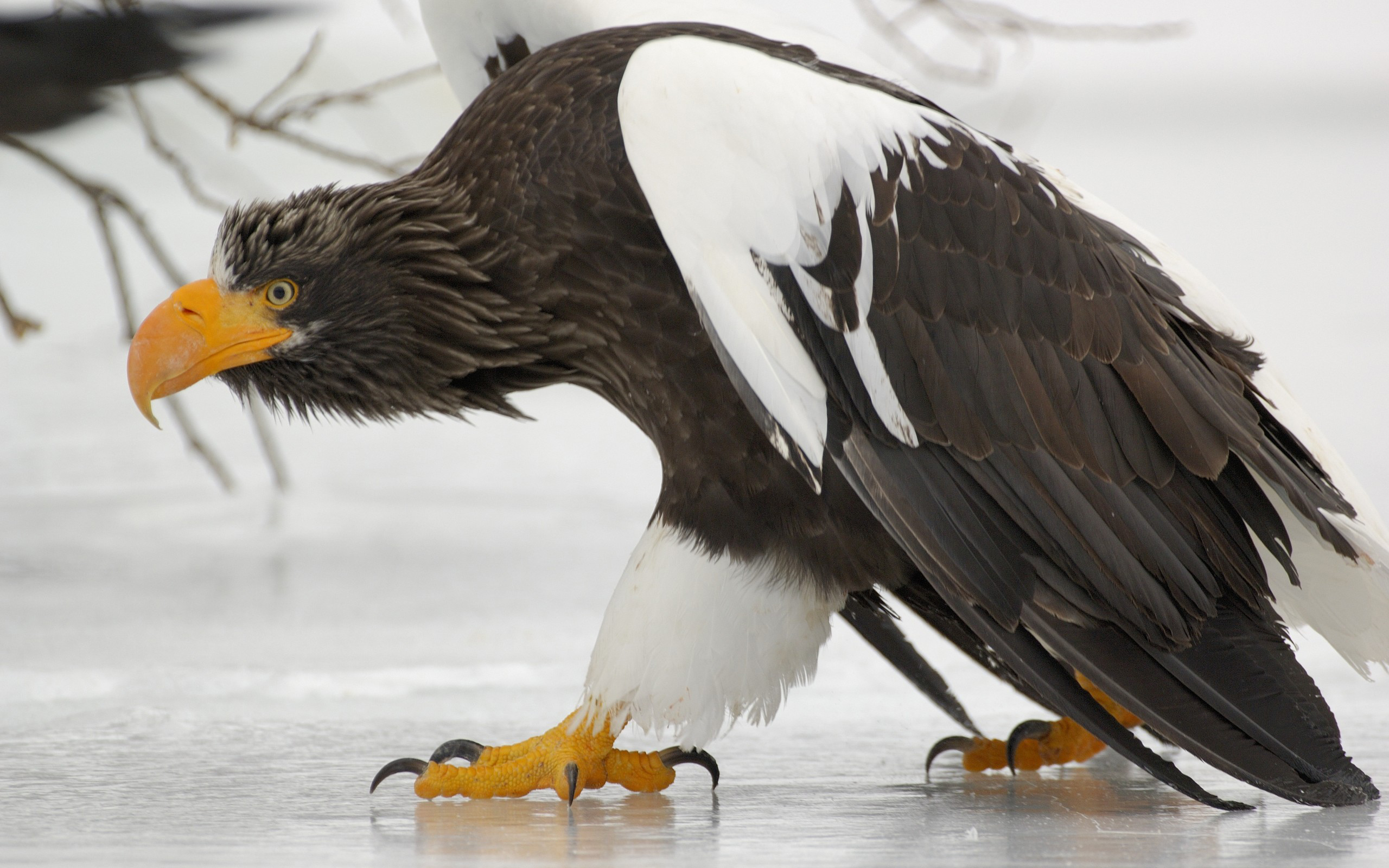 Download mobile wallpaper Animal, Eagle for free.