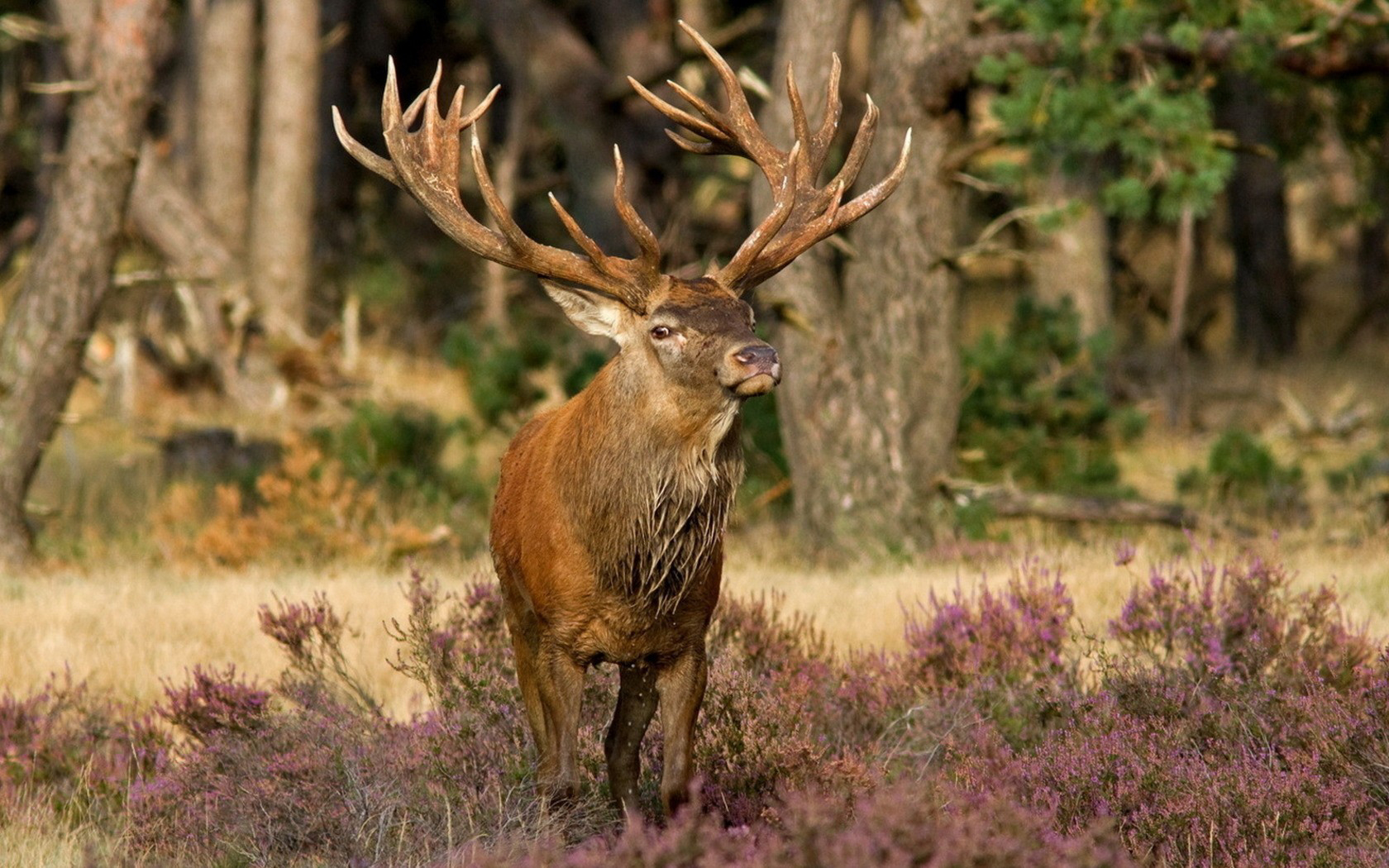 Handy-Wallpaper Hirsch, Tiere kostenlos herunterladen.