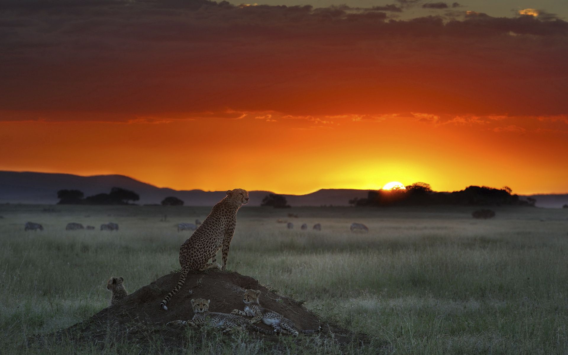 cheetah, grass, animals, sunset, horizon, sit, elevation Full HD
