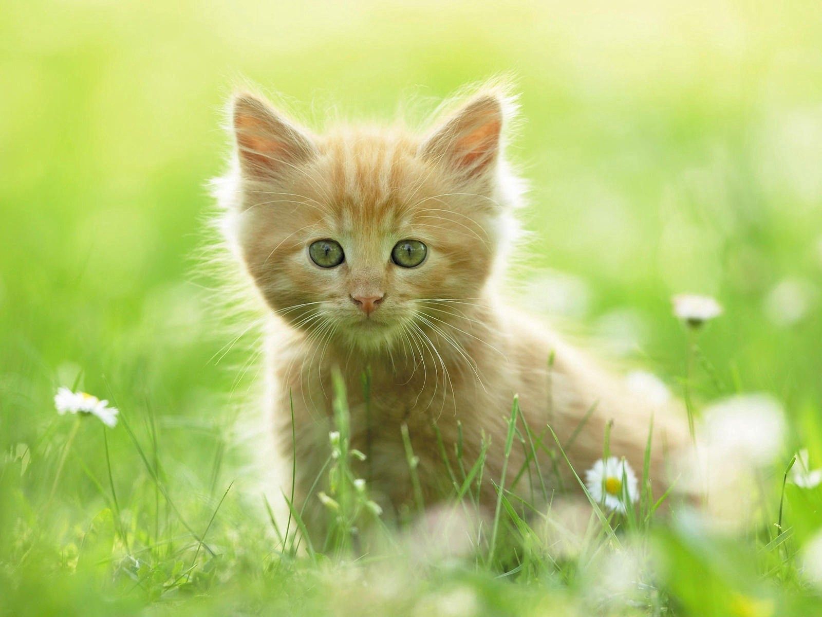 PCデスクトップに動物, 草, 輝く, 光, 散歩, キティ, 子猫画像を無料でダウンロード