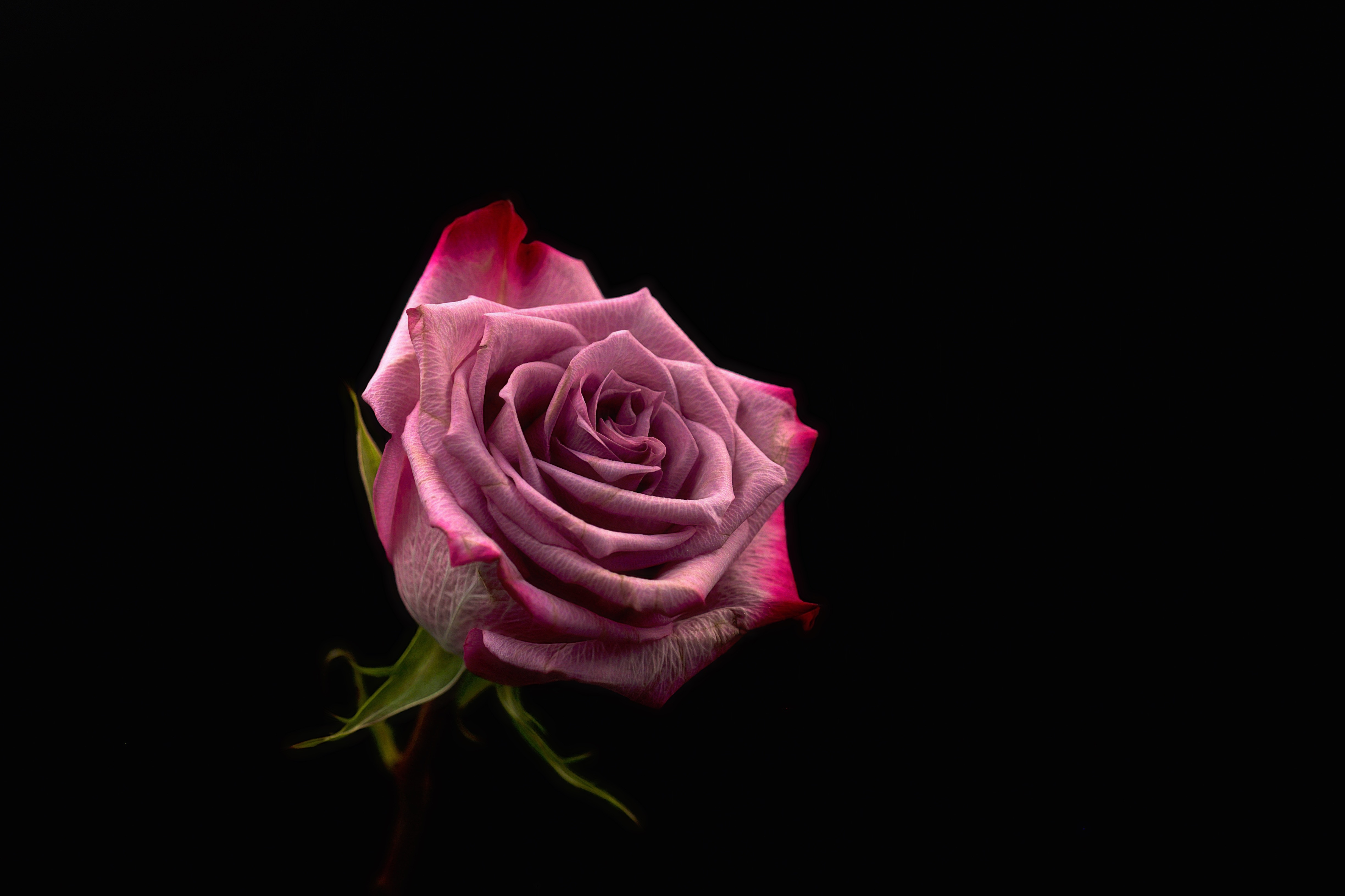 rose flower, dark background, dark, pink, rose, bud HD wallpaper