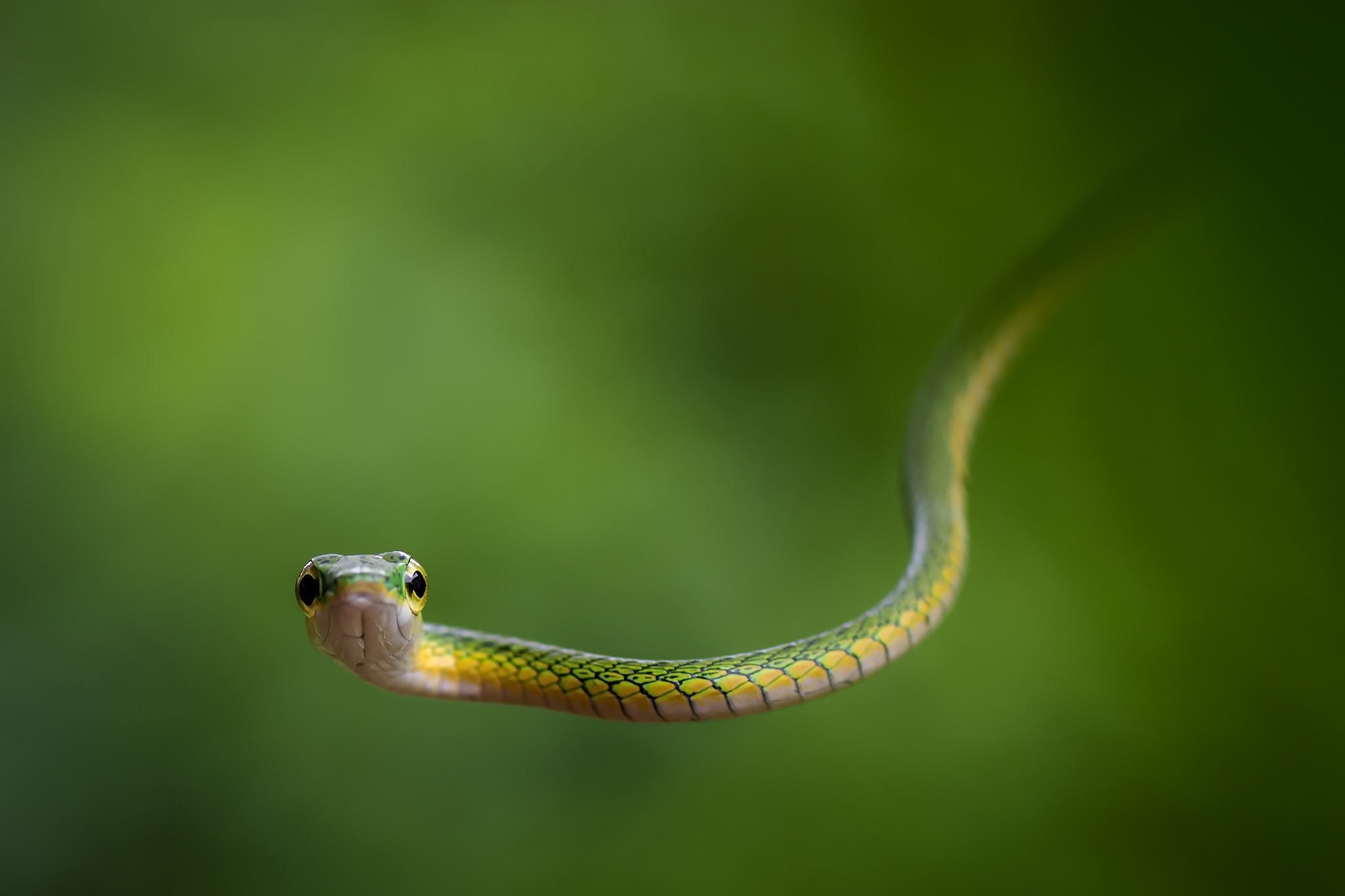 Téléchargez gratuitement l'image Animaux, Reptile, Serpent, Reptiles sur le bureau de votre PC