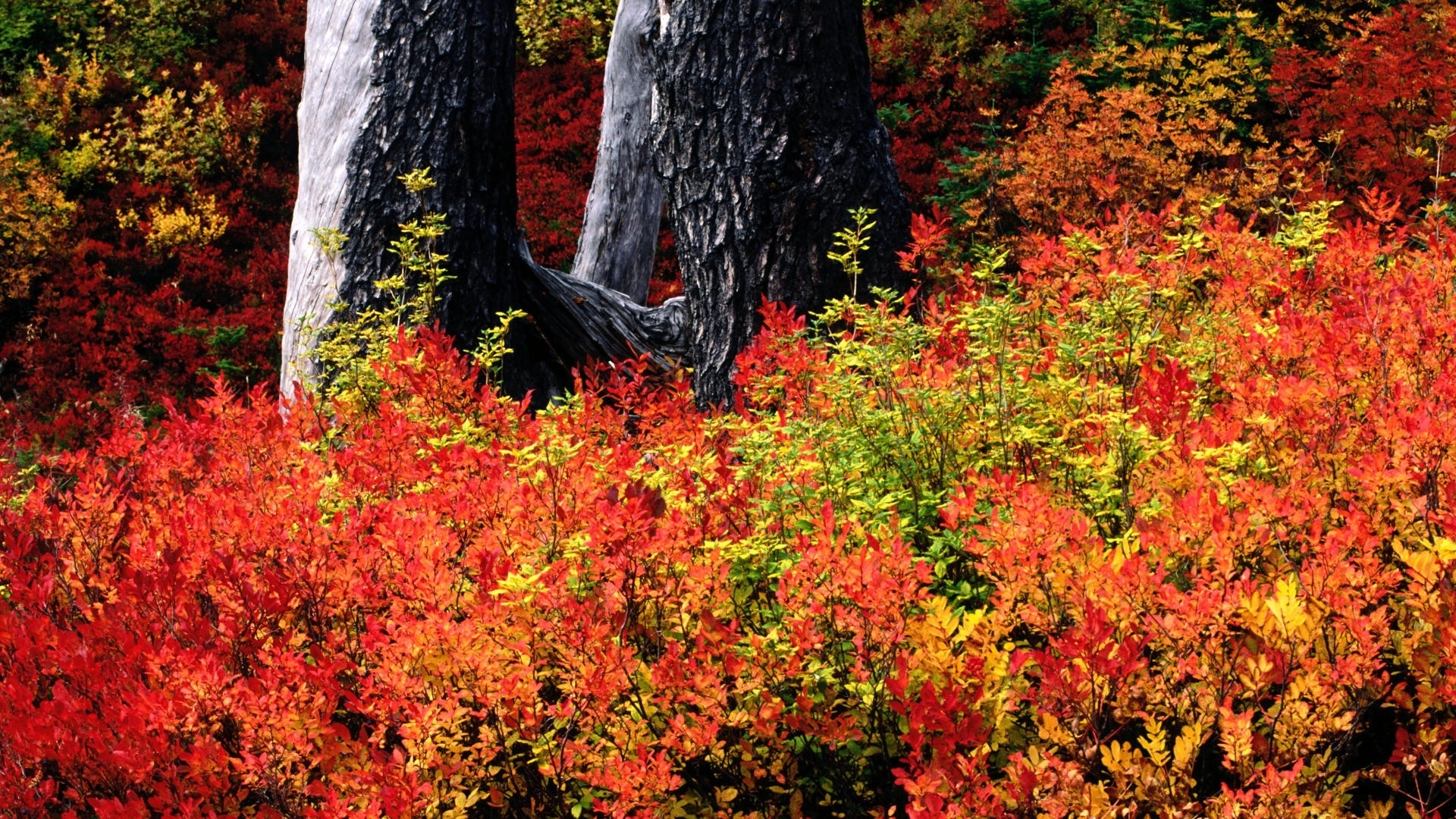 Téléchargez gratuitement l'image Automne, Terre/nature sur le bureau de votre PC