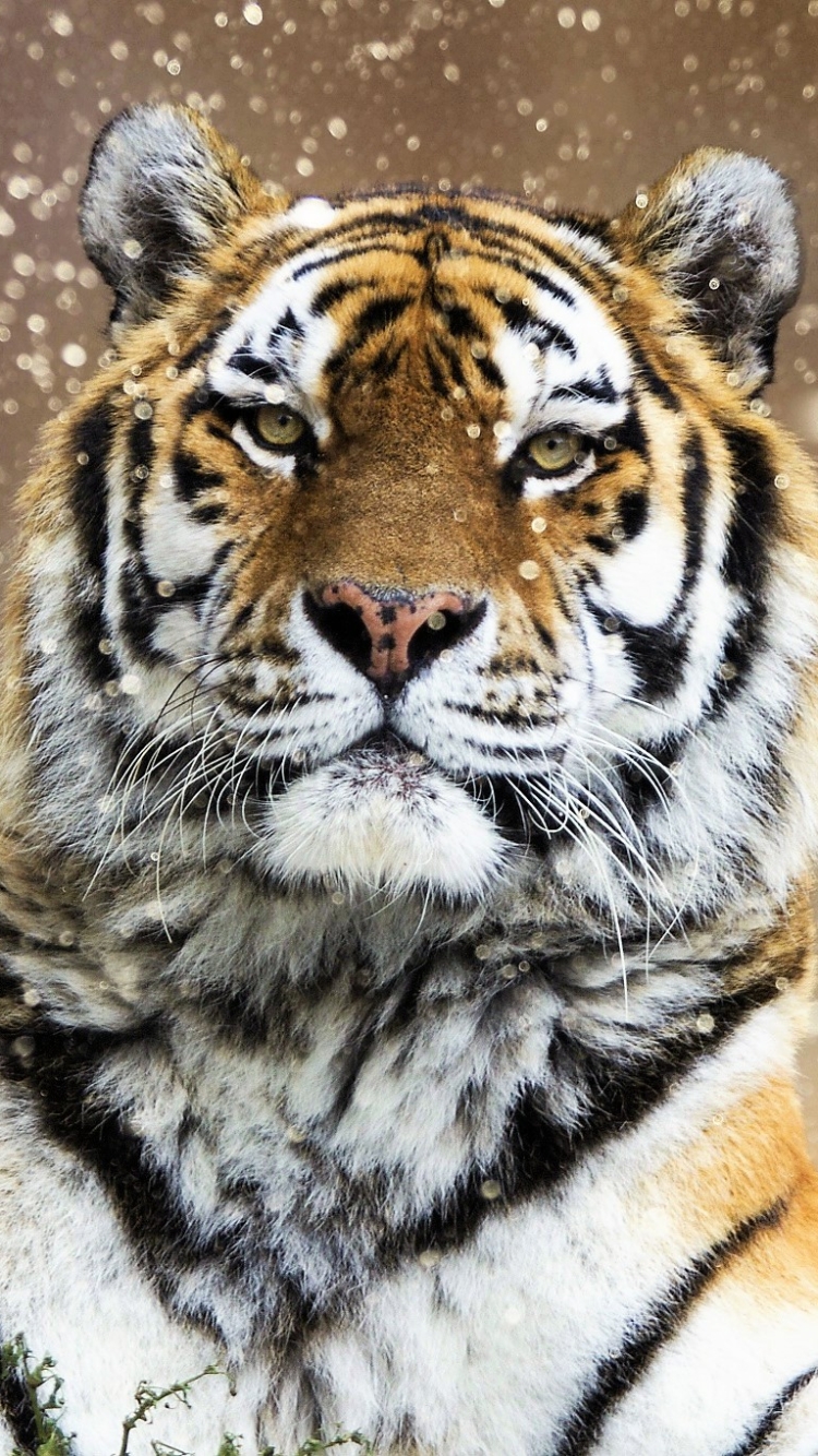 Download mobile wallpaper Cats, Tiger, Animal, Siberian Tiger for free.