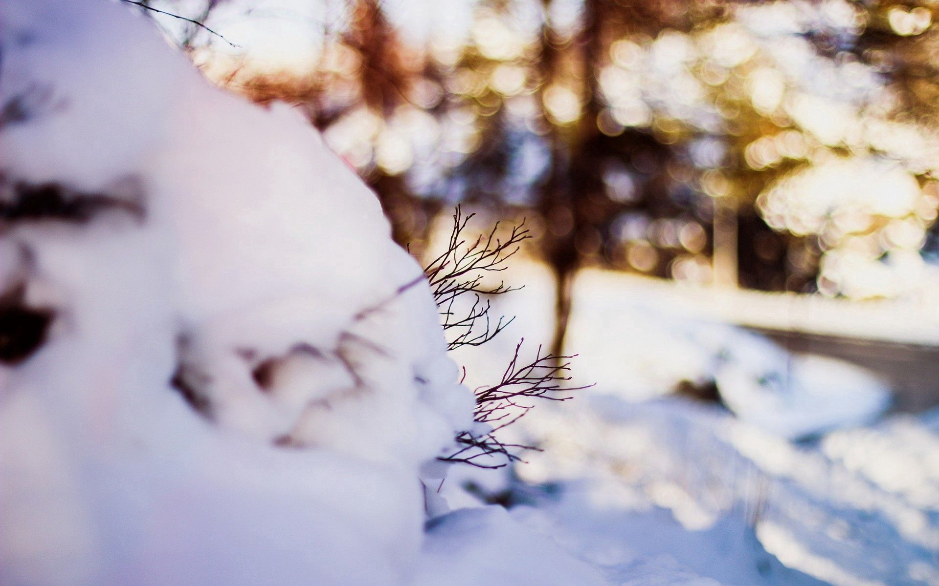 Laden Sie das Makro, Geäst, Zweige, Schnee, Winter-Bild kostenlos auf Ihren PC-Desktop herunter