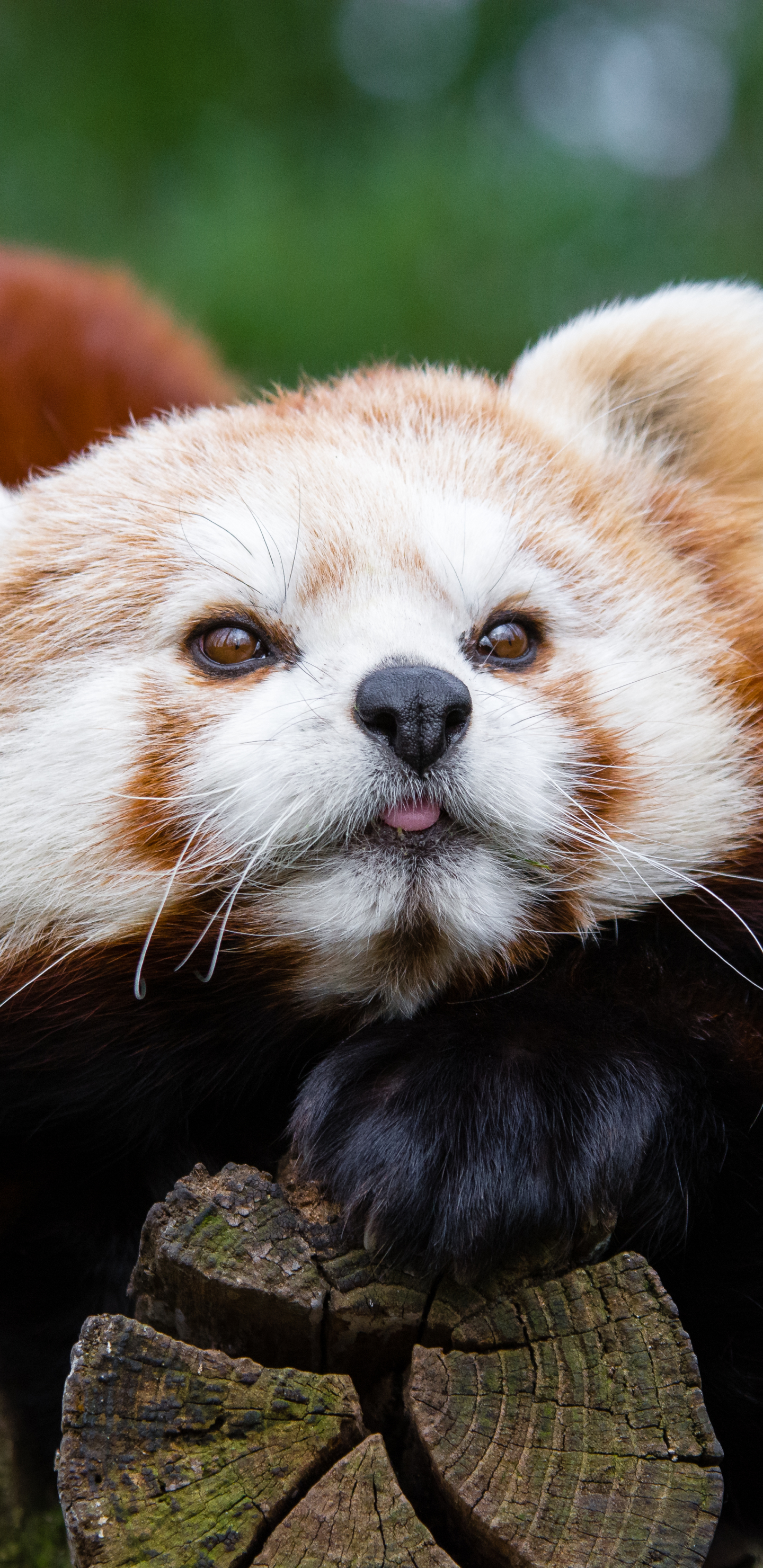 Descarga gratuita de fondo de pantalla para móvil de Animales, Panda Rojo, Zoo.