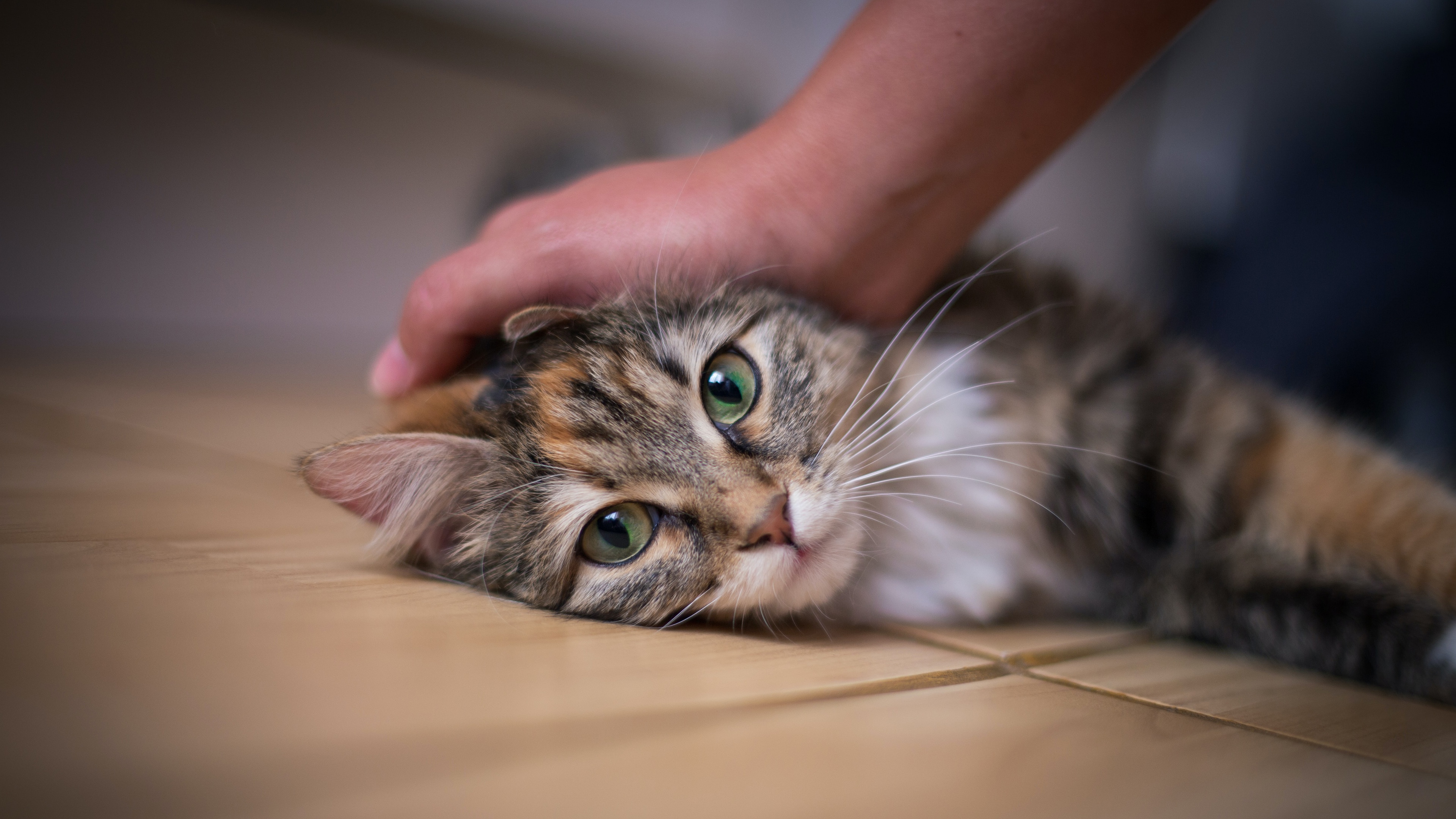 Téléchargez des papiers peints mobile Animaux, Chats, Chat gratuitement.