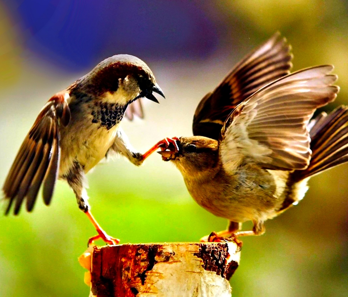 Download mobile wallpaper Birds, Bird, Sparrow, Animal for free.