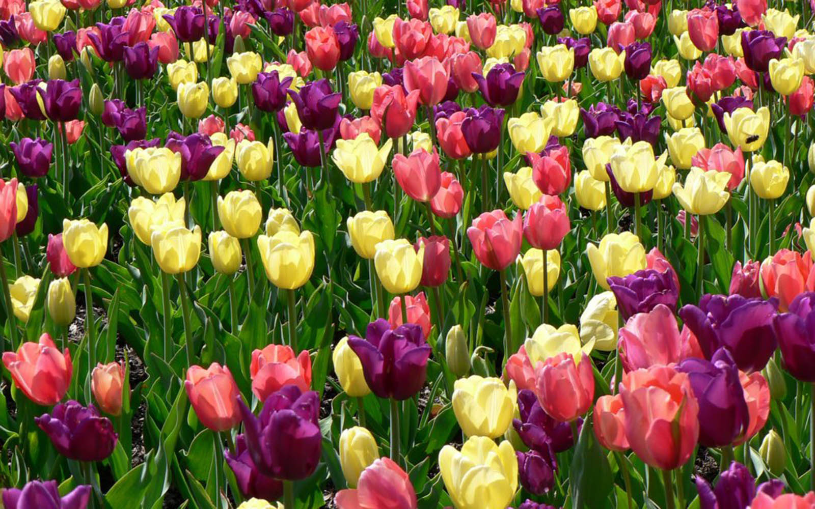 Download mobile wallpaper Nature, Flowers, Flower, Earth, Colorful, Tulip for free.