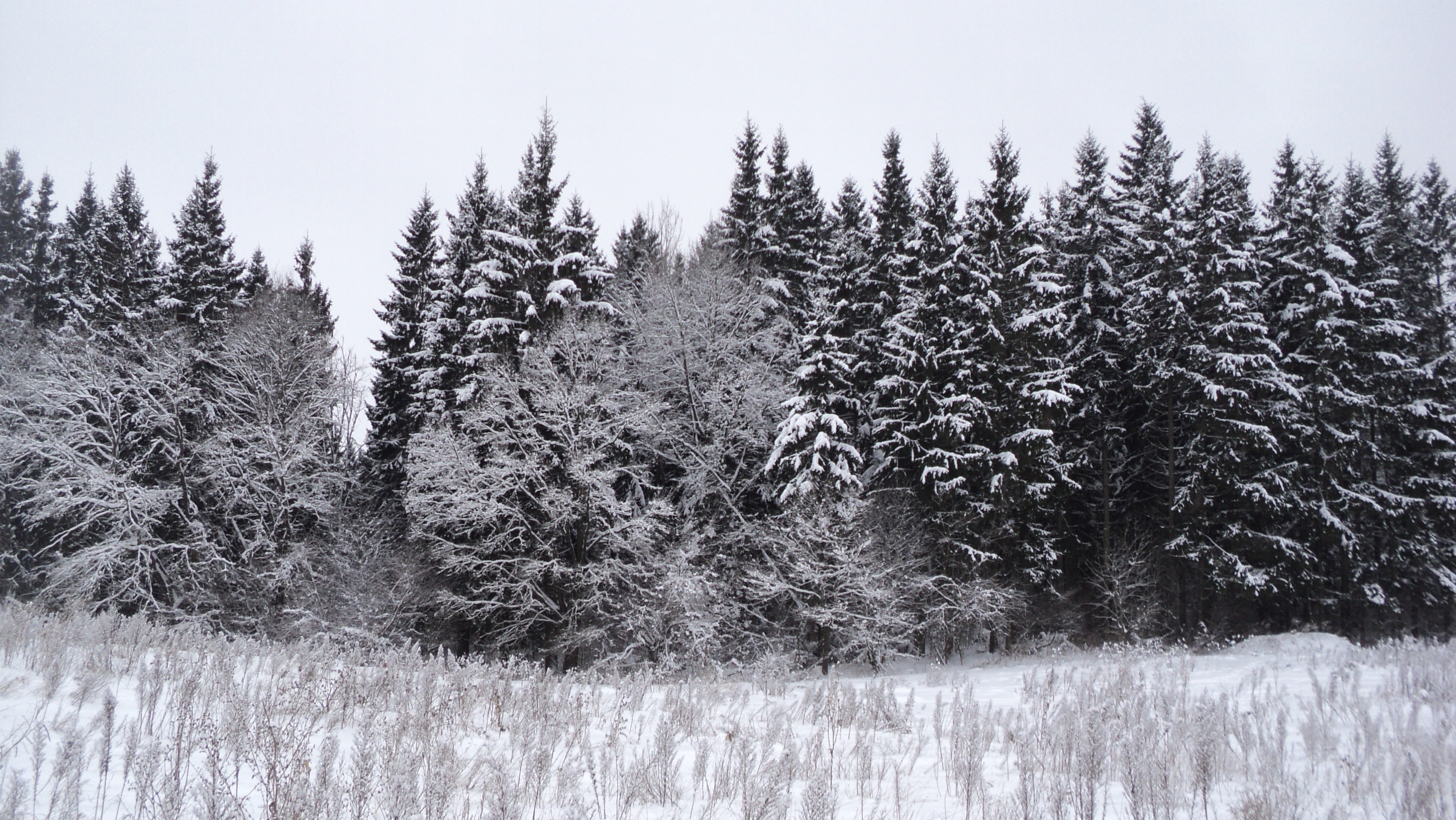 Скачать обои бесплатно Зима, Лес, Дерево, Земля/природа картинка на рабочий стол ПК