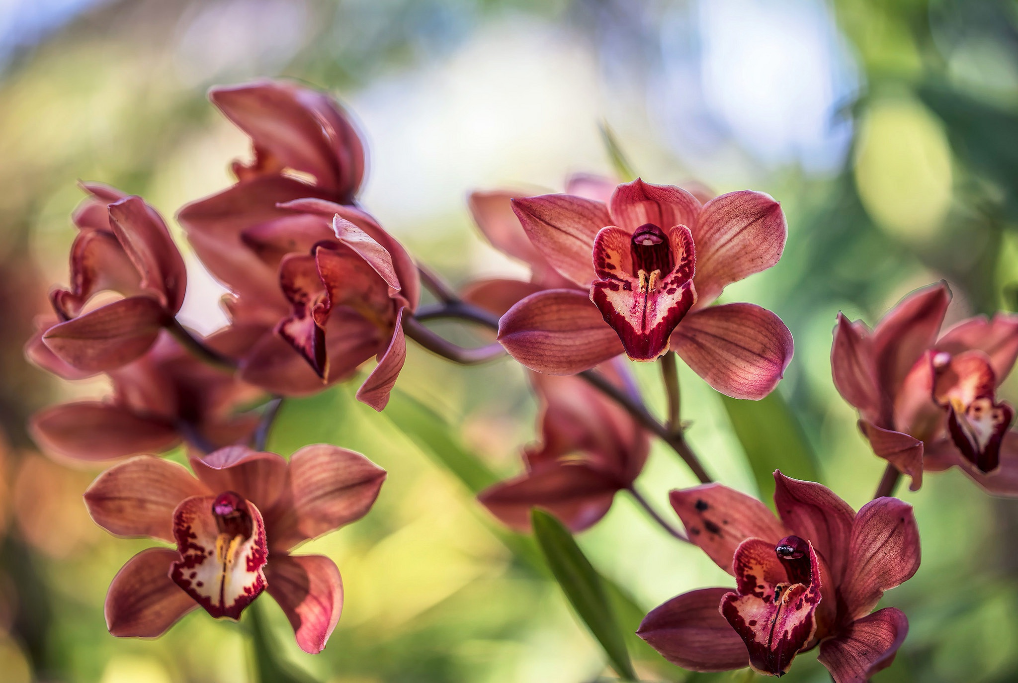 Téléchargez des papiers peints mobile Fleurs, Fleur, Orchidée, La Nature, Terre/nature gratuitement.