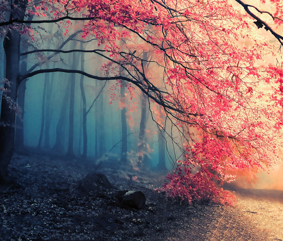 Laden Sie das Herbst, Wald, Nebel, Pfad, Weg, Erde/natur-Bild kostenlos auf Ihren PC-Desktop herunter