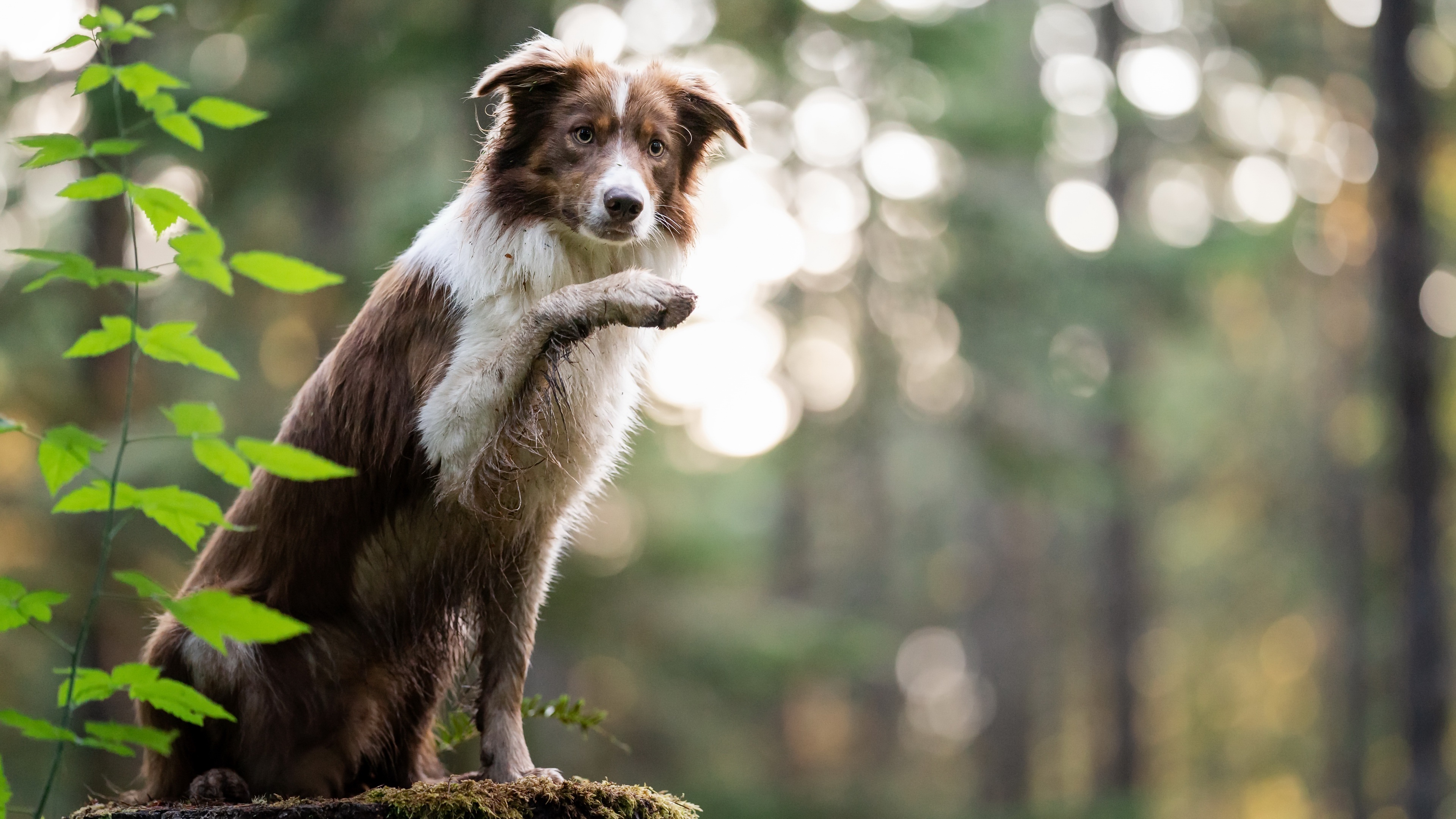 無料モバイル壁紙動物, 犬, ボーダーコリーをダウンロードします。